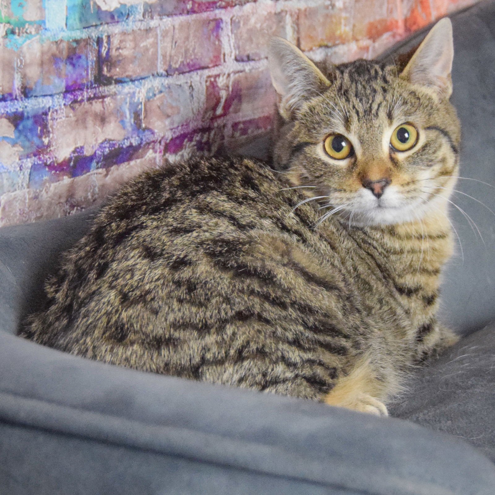 RAVIOLI - Tabby / Domestic Short Hair available for adoption