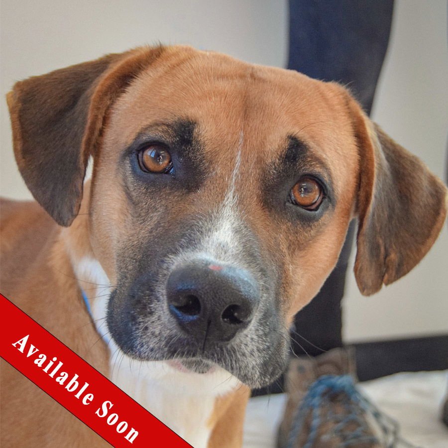 FIDDLESTIX - Basset Hound / Labrador Retriever available for adoption