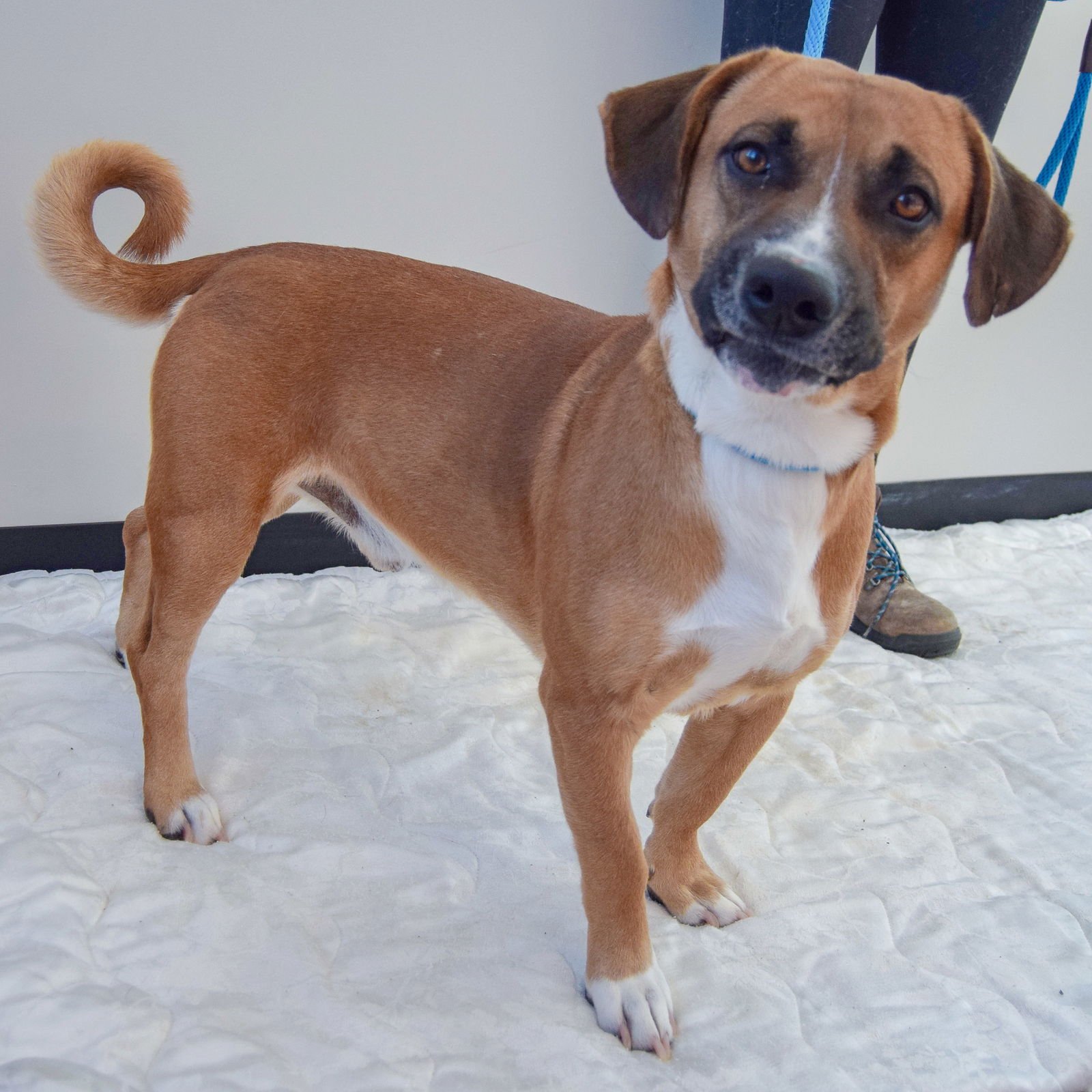 FIDDLESTIX - Basset Hound / Labrador Retriever available for adoption