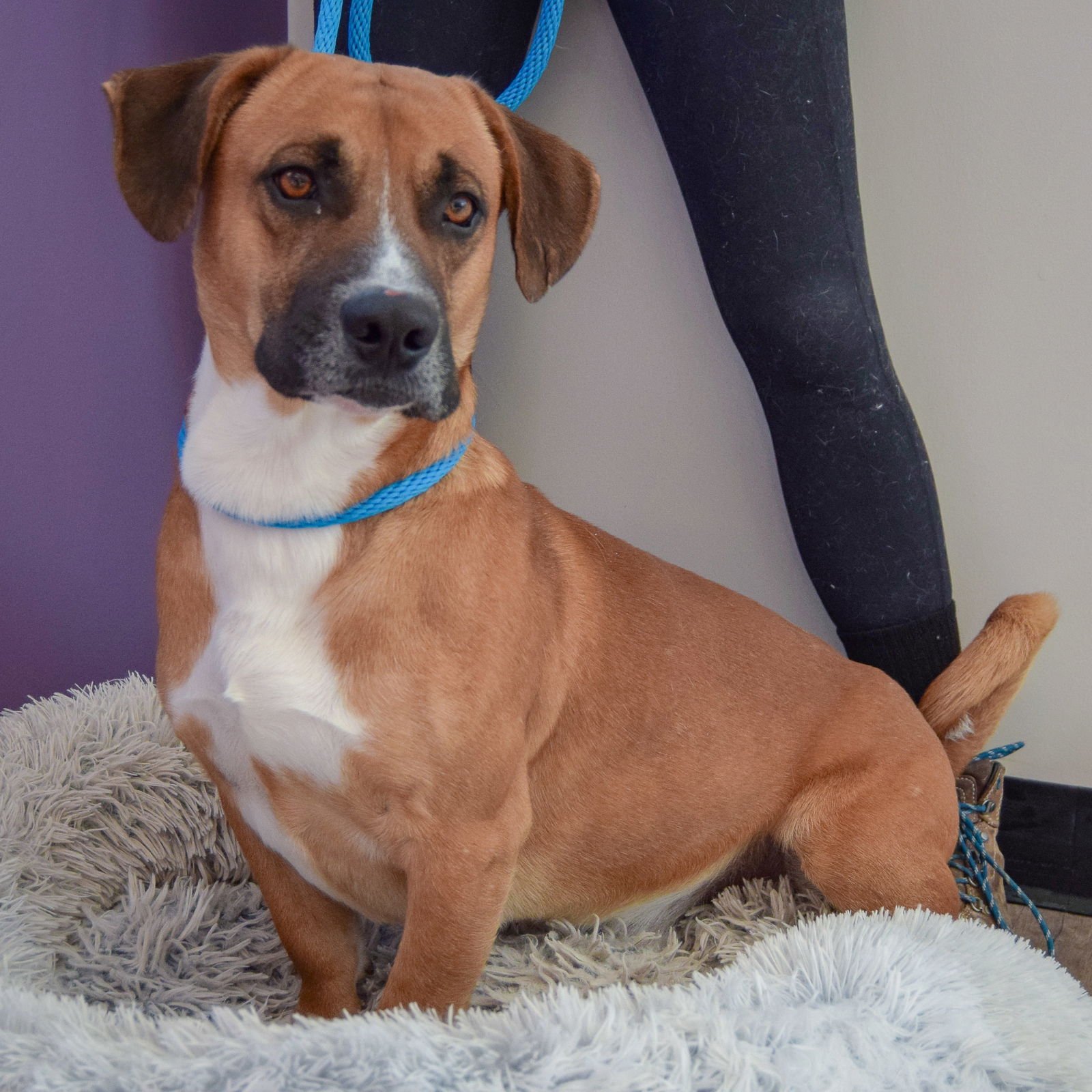 Fiddlestix - Photo 3