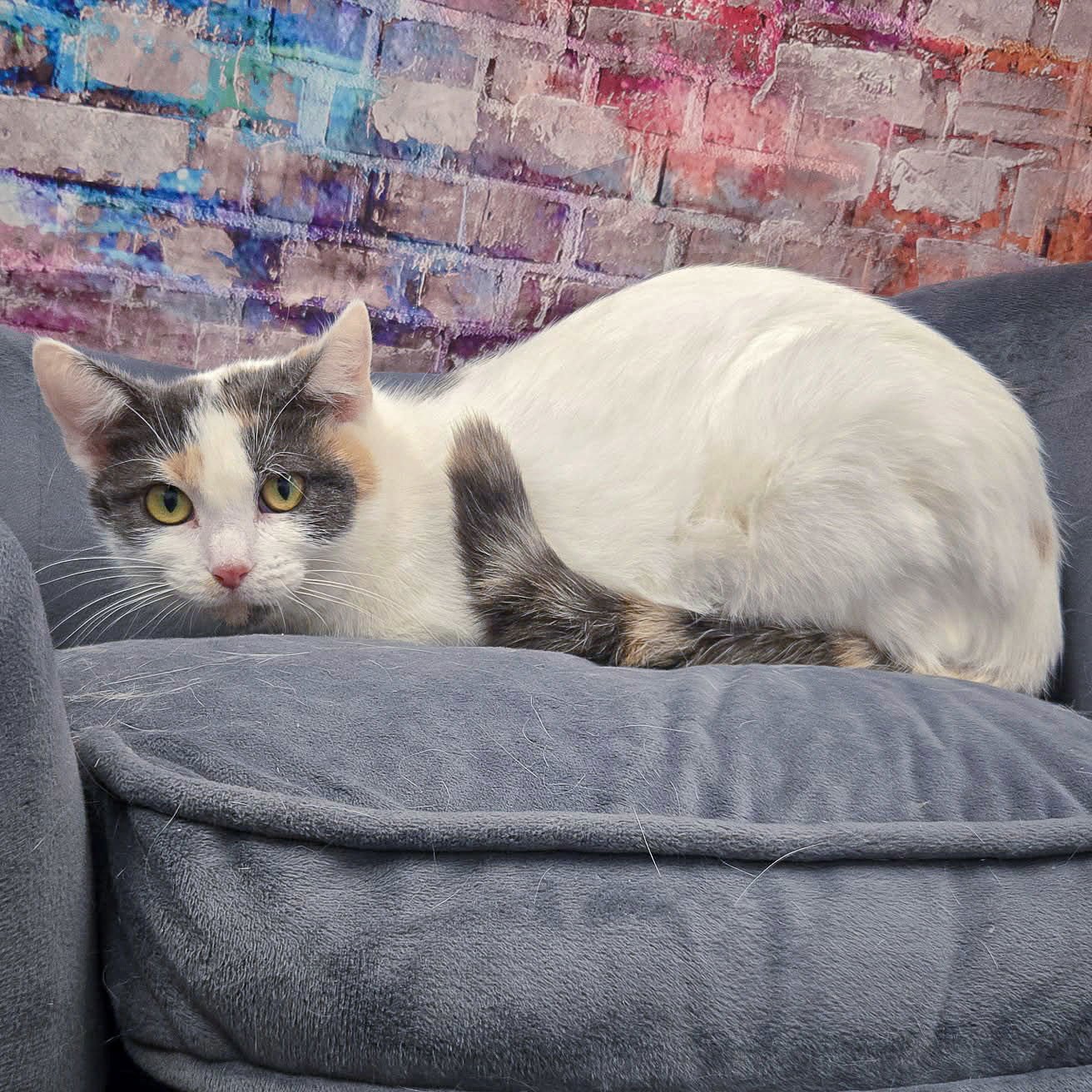 BARB - Calico / Domestic Short Hair available for adoption