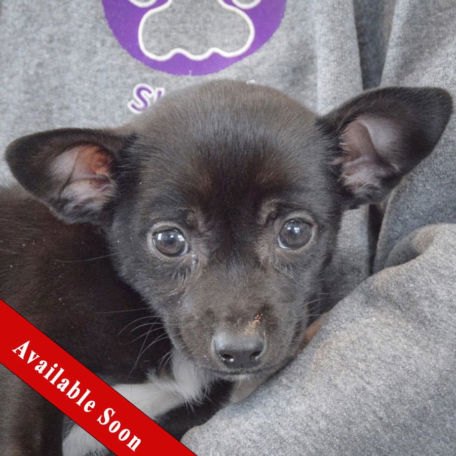 PICKLE - Chihuahua / Miniature Pinscher available for adoption