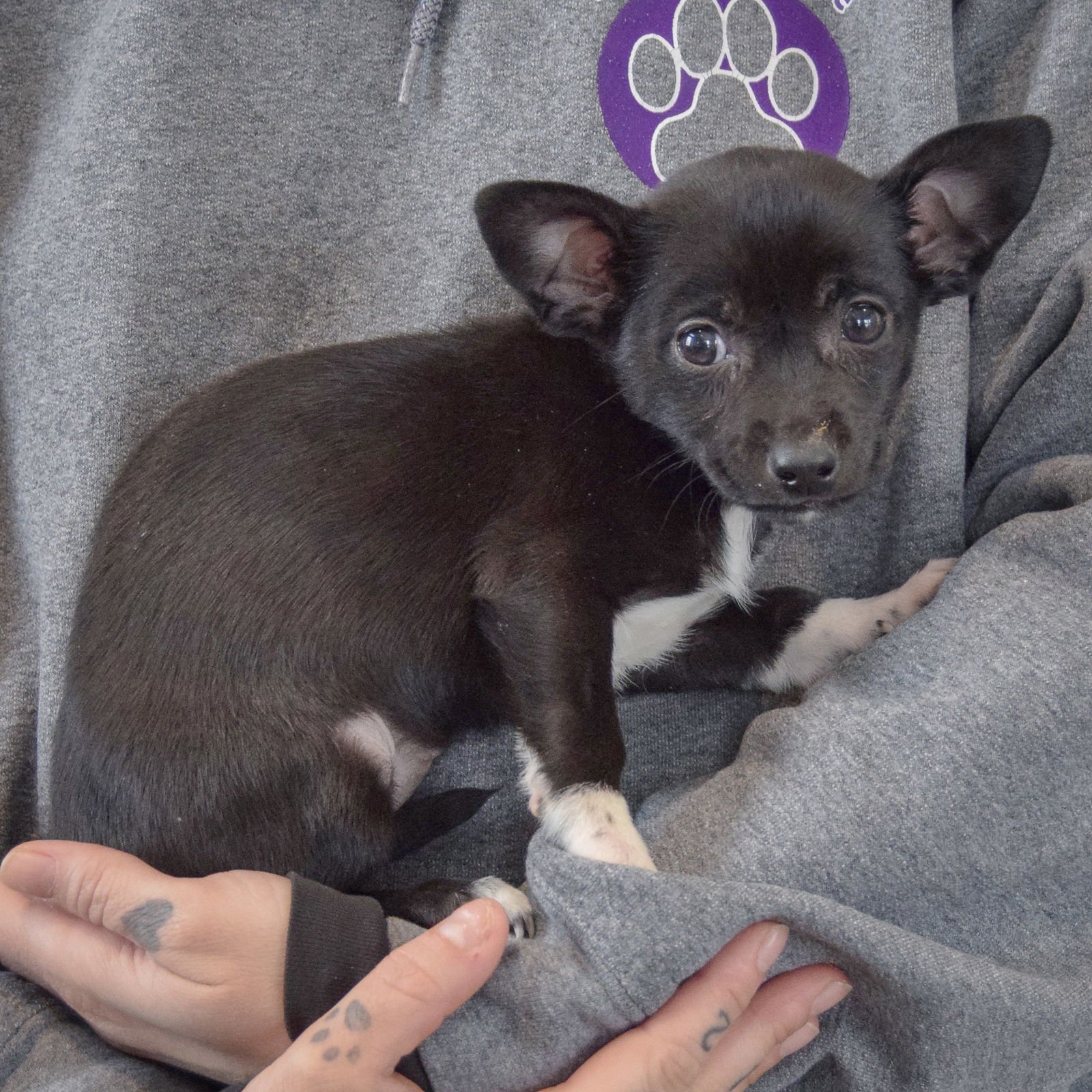 PICKLE - Chihuahua / Miniature Pinscher available for adoption