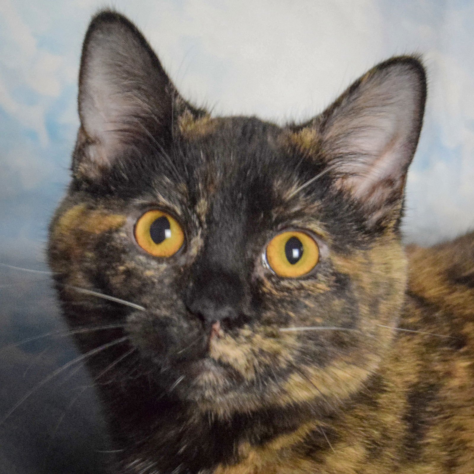JOSEPHINE - Tortoiseshell / Domestic Short Hair available for adoption