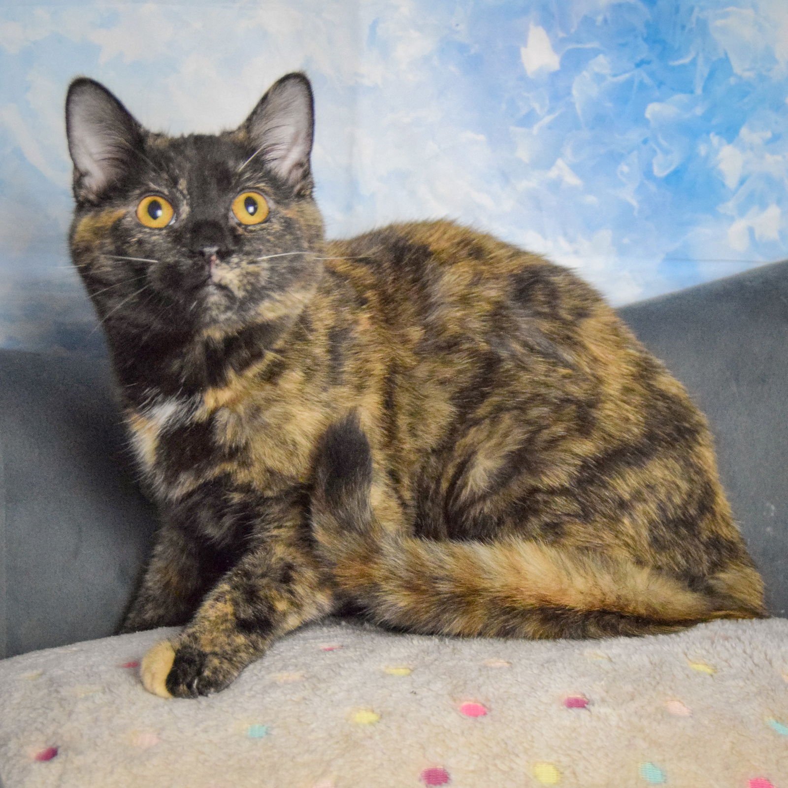 JOSEPHINE - Tortoiseshell / Domestic Short Hair available for adoption