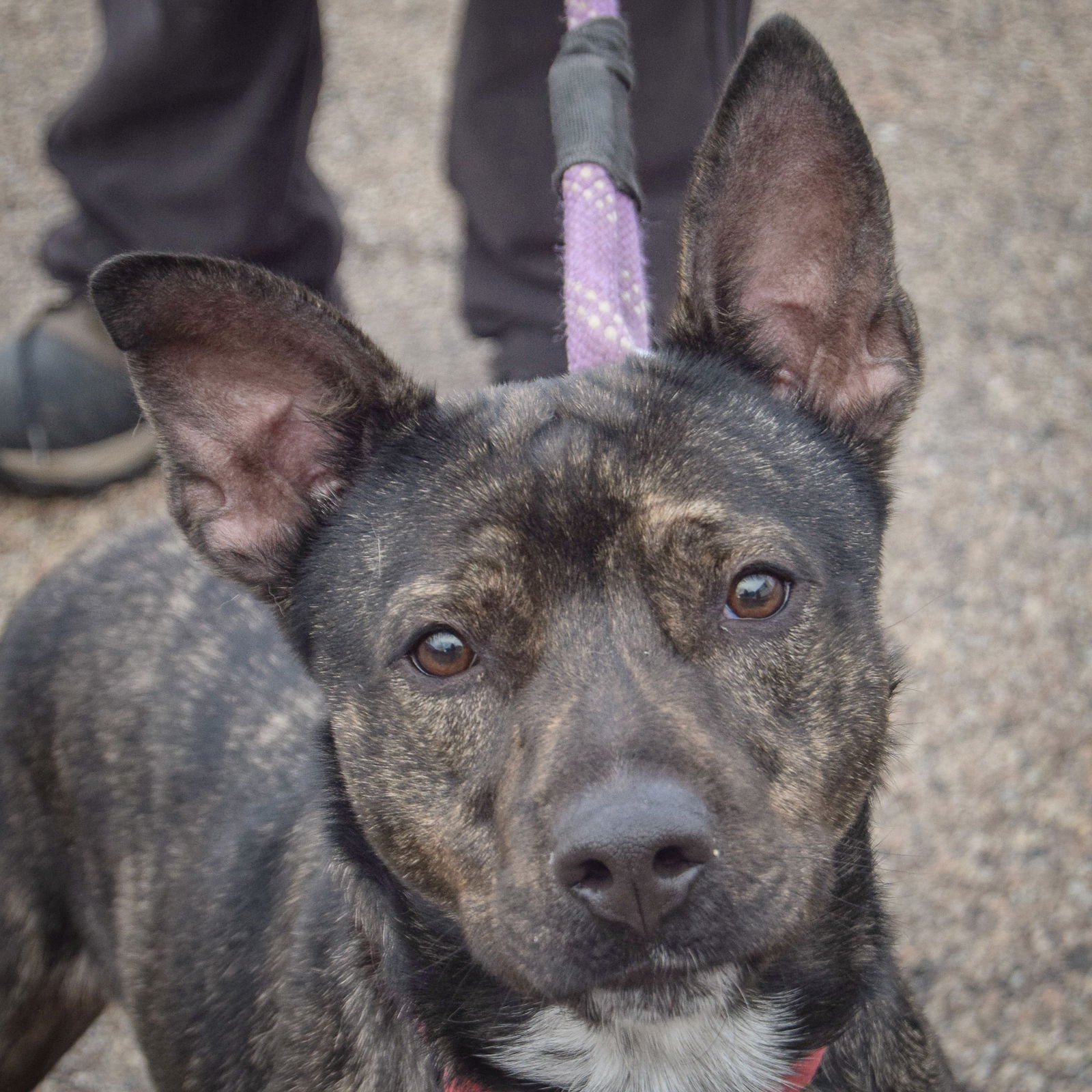 BEN - American Staffordshire Terrier / Cattle Dog available for adoption