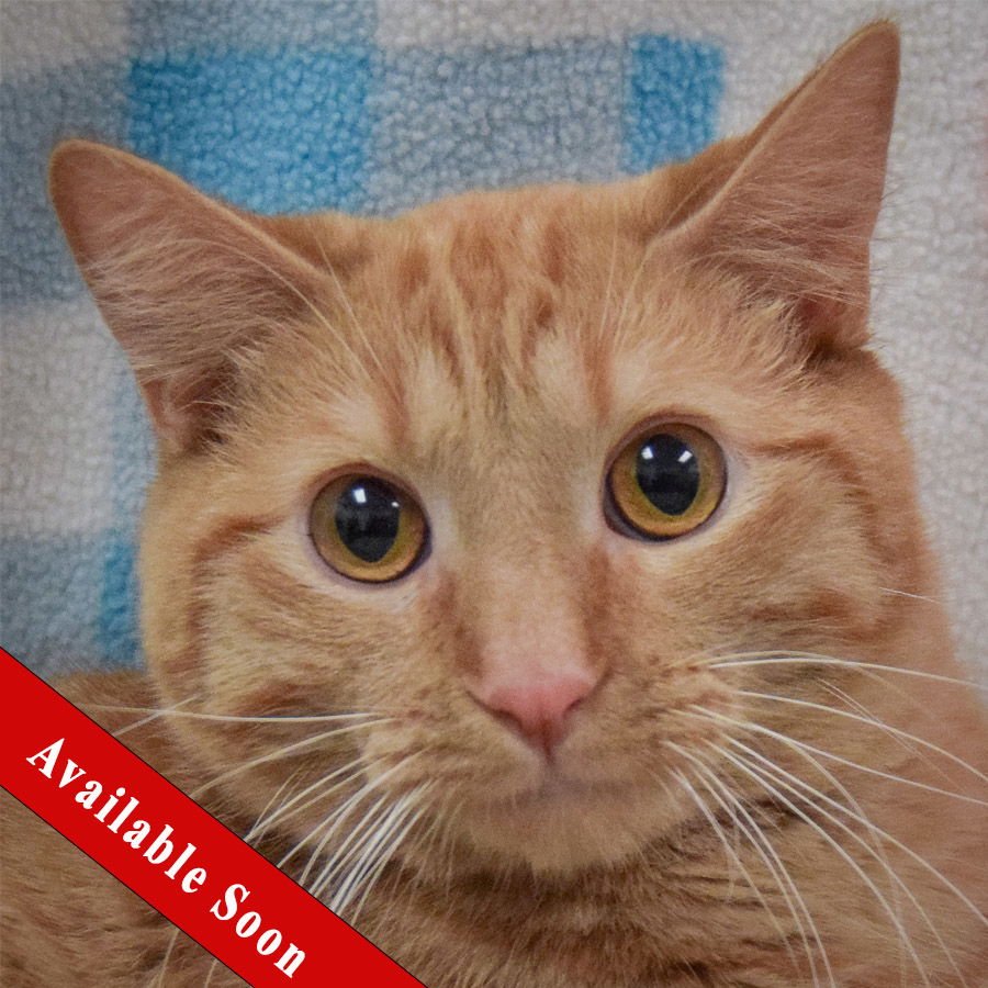 COWBOY - Tabby / Domestic Short Hair available for adoption