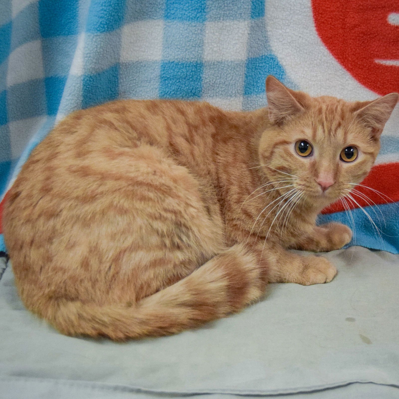 COWBOY - Tabby / Domestic Short Hair available for adoption