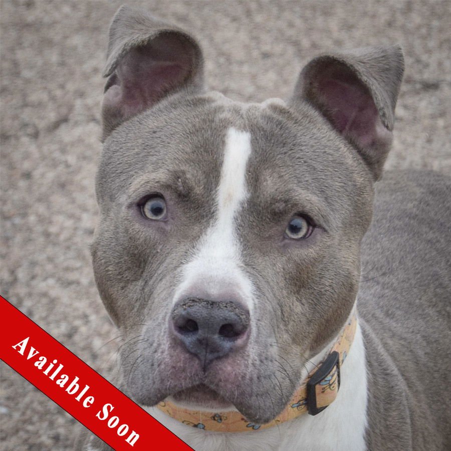 ROCK - American Staffordshire Terrier available for adoption