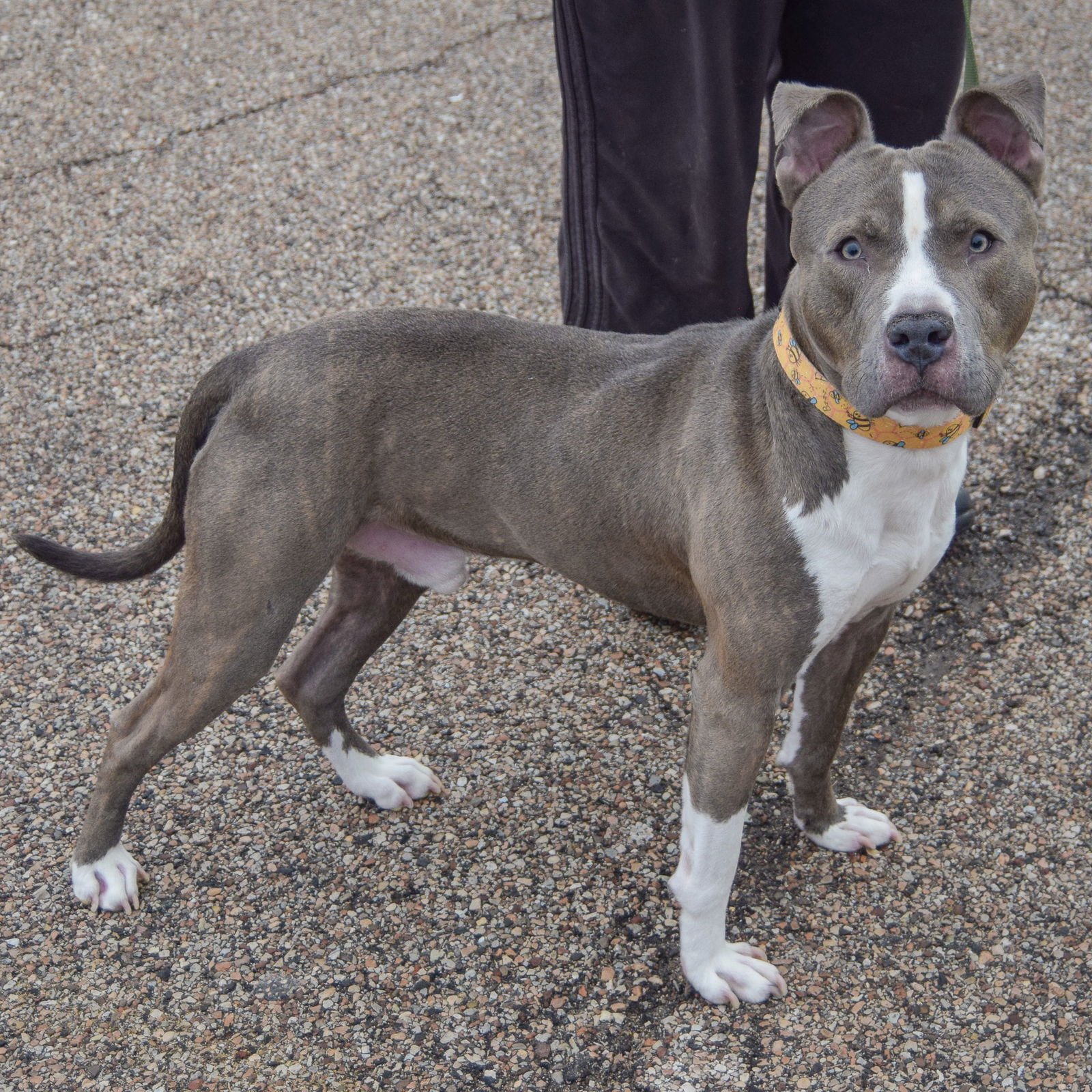 ROCK - American Staffordshire Terrier available for adoption