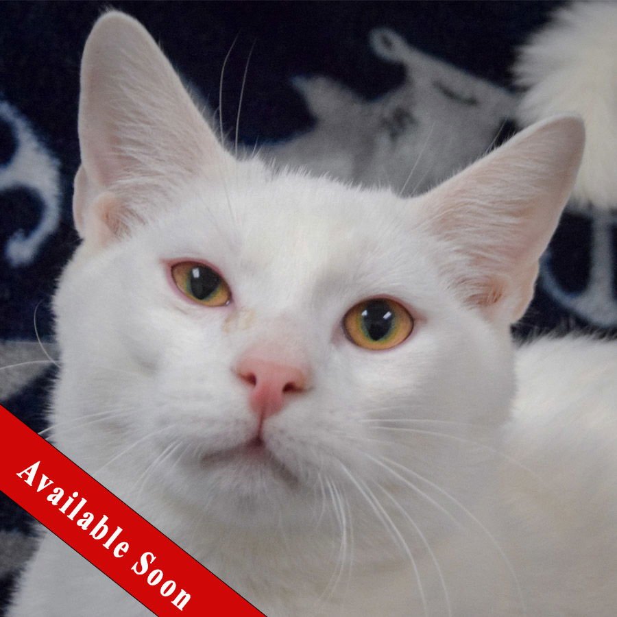 WONTON - Domestic Short Hair available for adoption