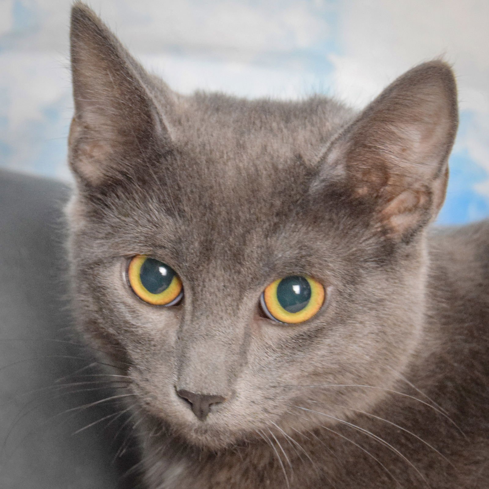 SHICKERS - Tabby / Domestic Short Hair available for adoption