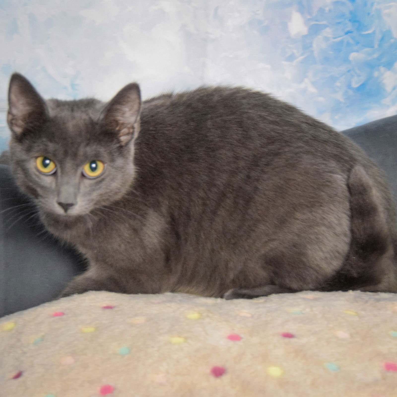 SHICKERS - Tabby / Domestic Short Hair available for adoption