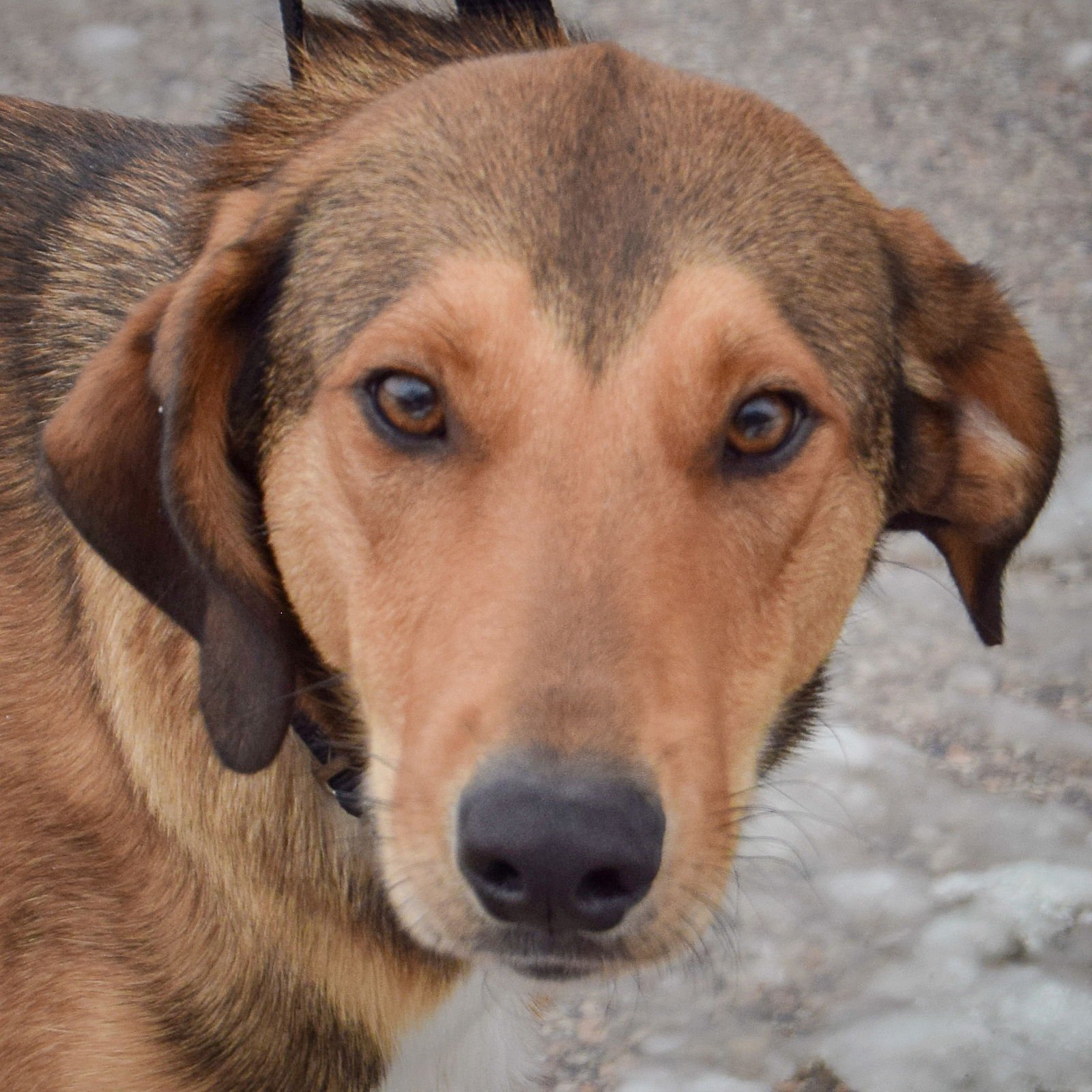 BUTCH - Collie / Redbone Coonhound available for adoption