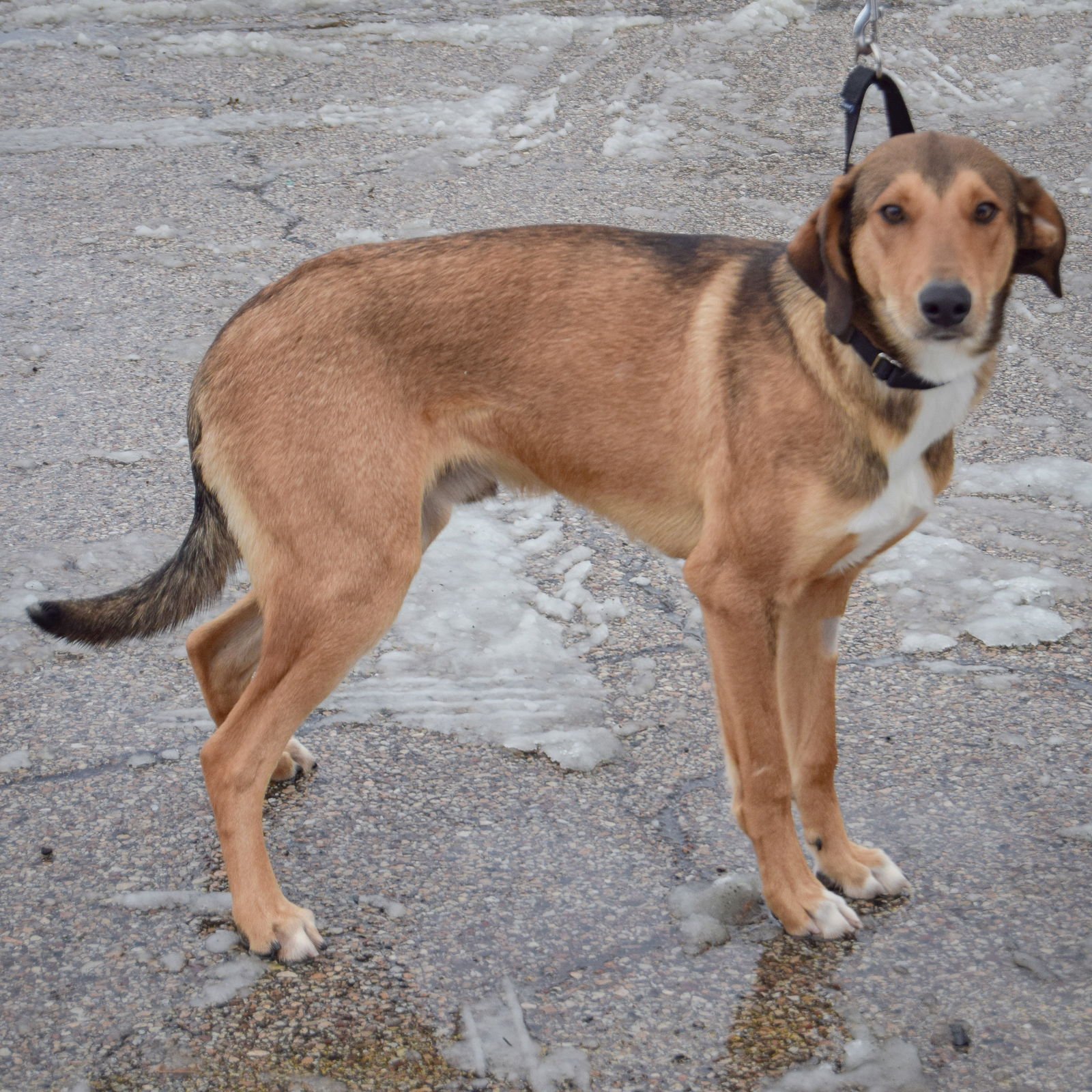 BUTCH - Collie / Redbone Coonhound available for adoption