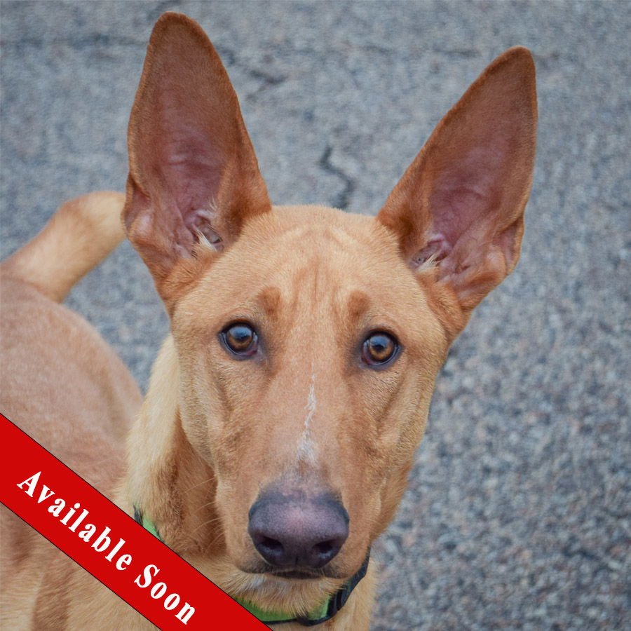 NUBS - Ibizan Hound / Basenji available for adoption