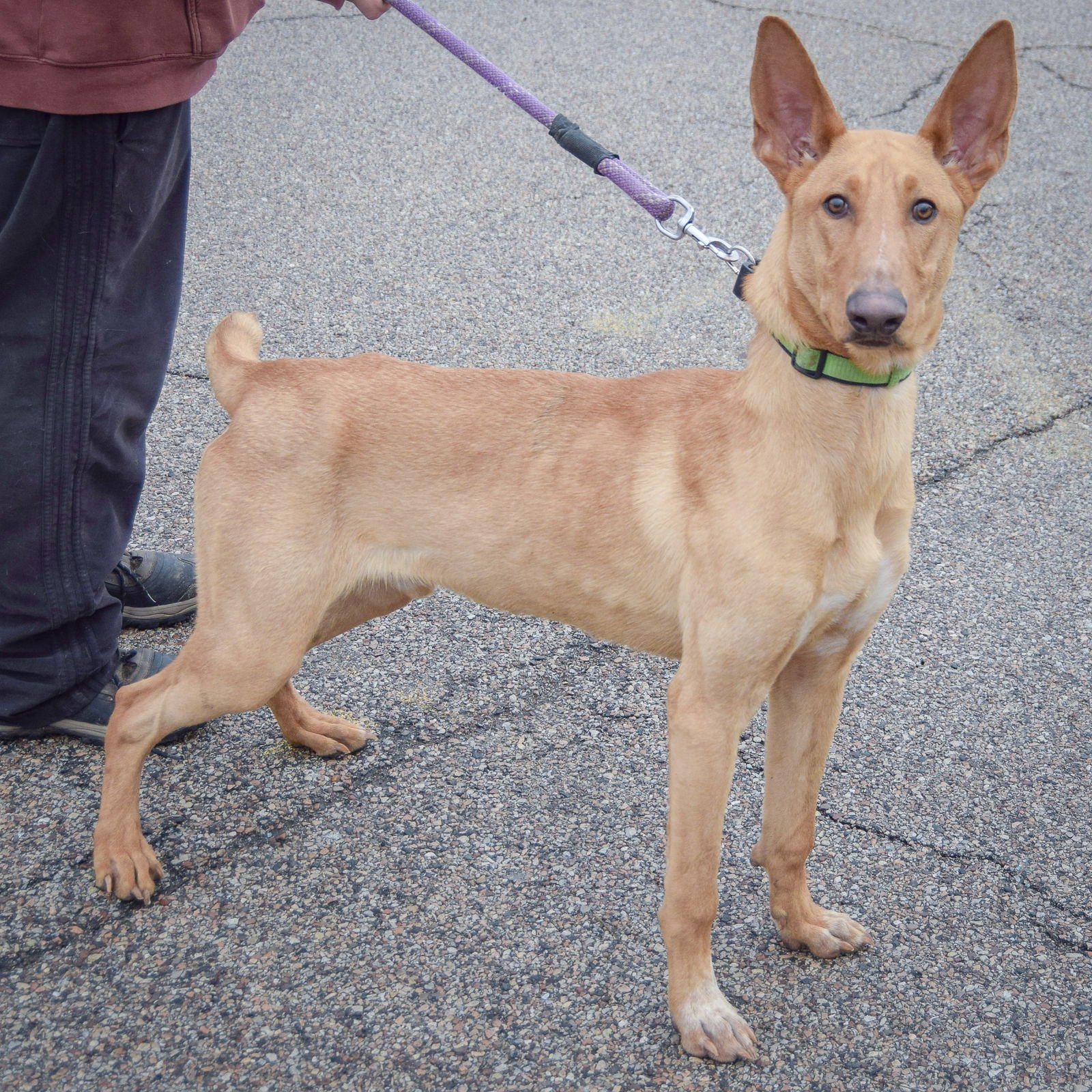 NUBS - Ibizan Hound / Basenji available for adoption