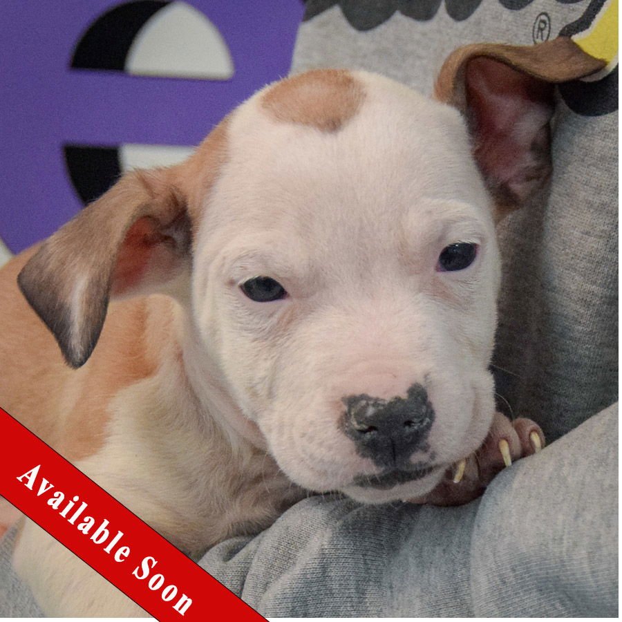 BETTY BOOP - American Staffordshire Terrier / Boxer available for adoption