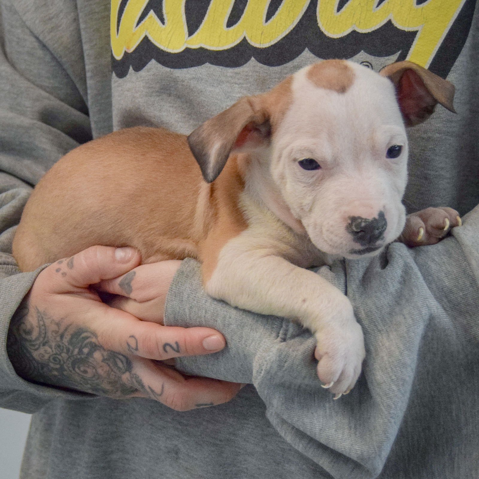 BETTY BOOP - American Staffordshire Terrier / Boxer available for adoption