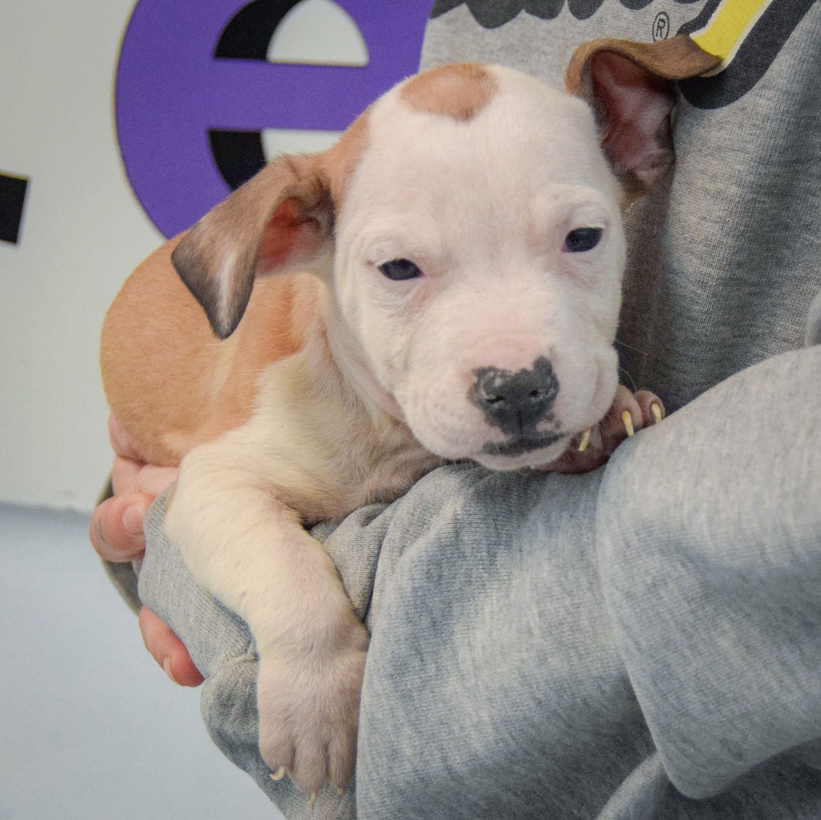 Betty Boop - Photo 3