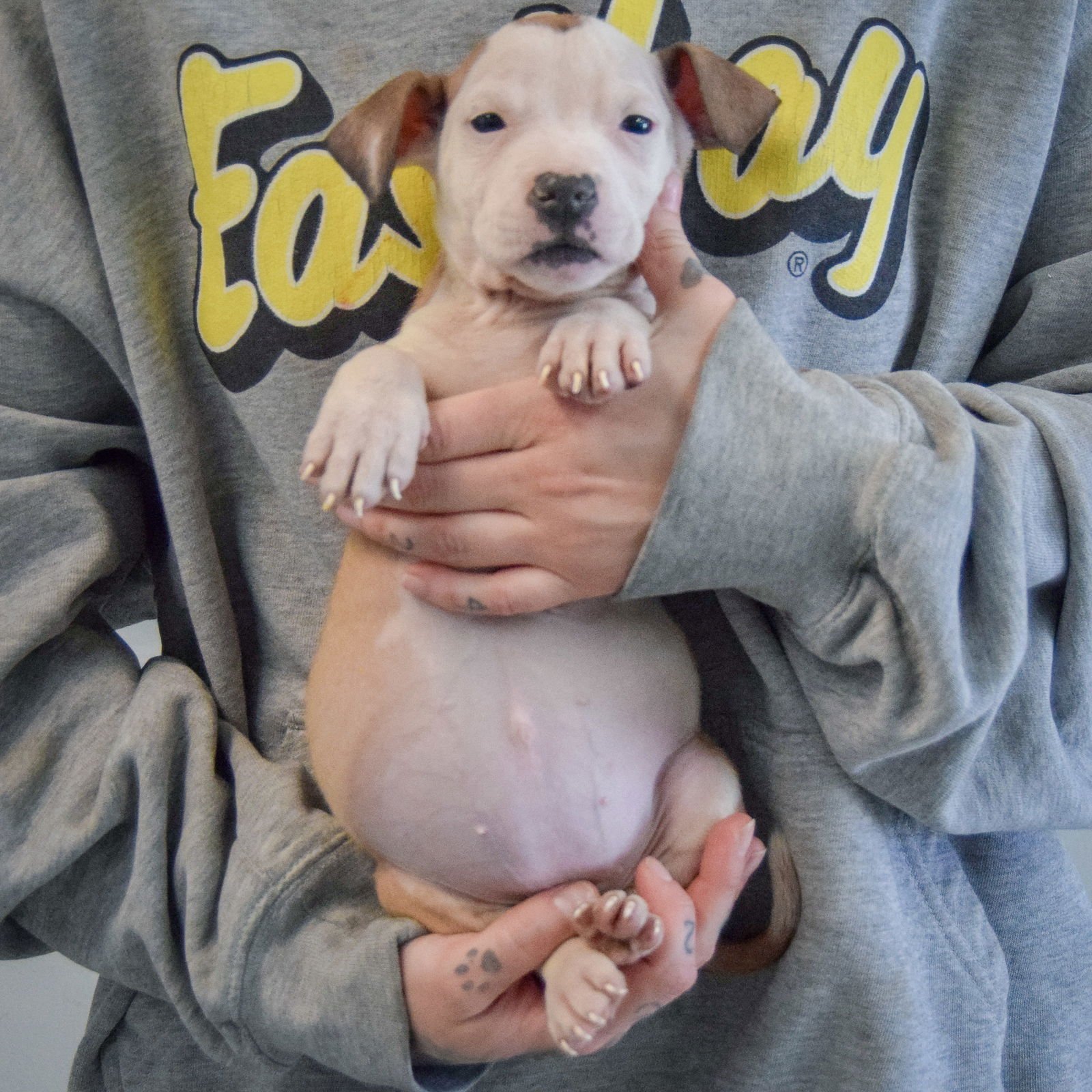 Betty Boop - Photo 4