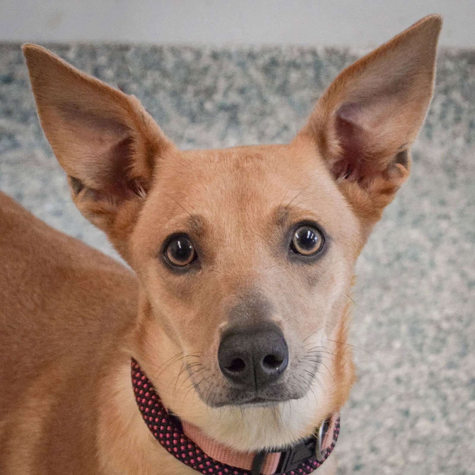 ZARA - Italian Greyhound / Basenji available for adoption
