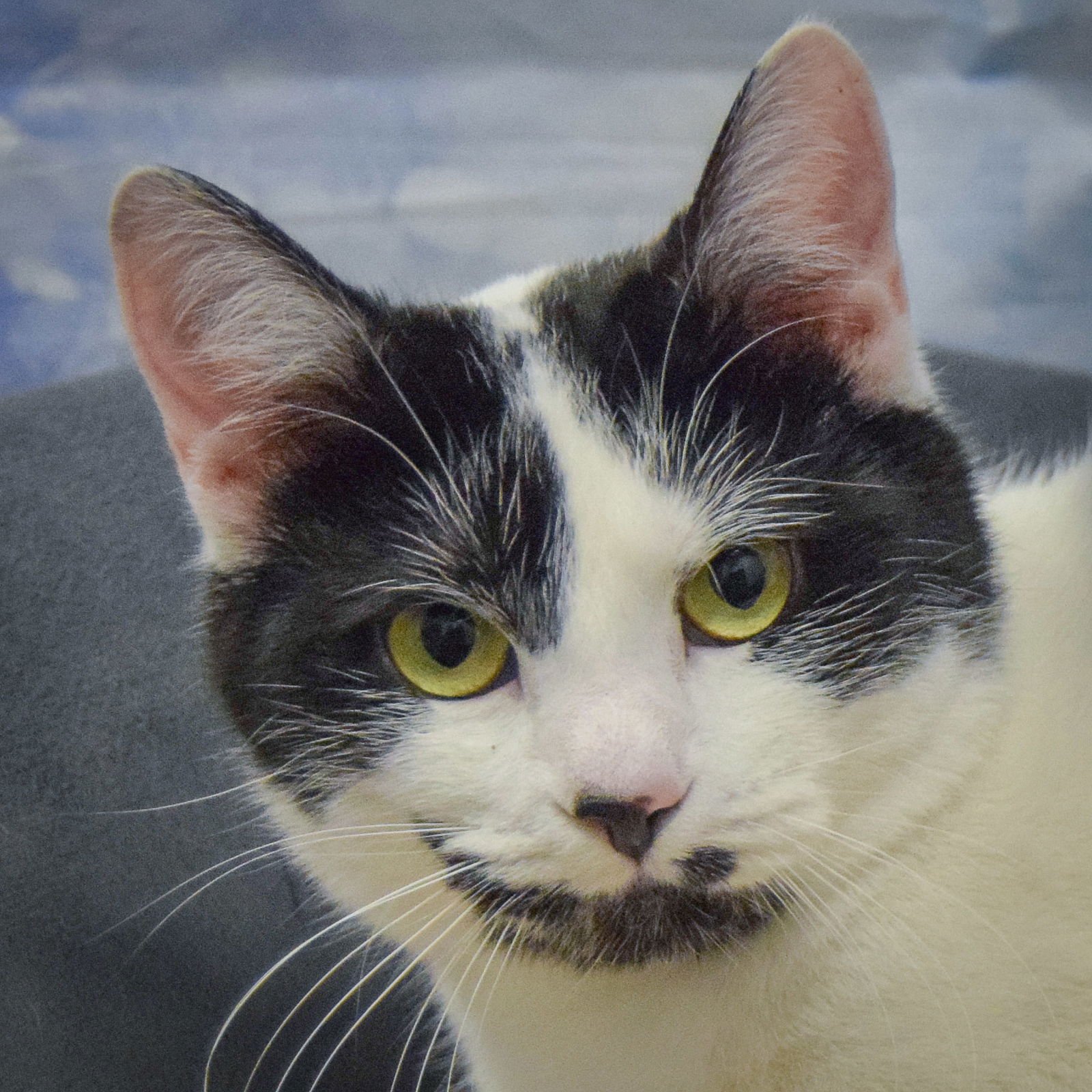 WIZARD - Domestic Short Hair available for adoption