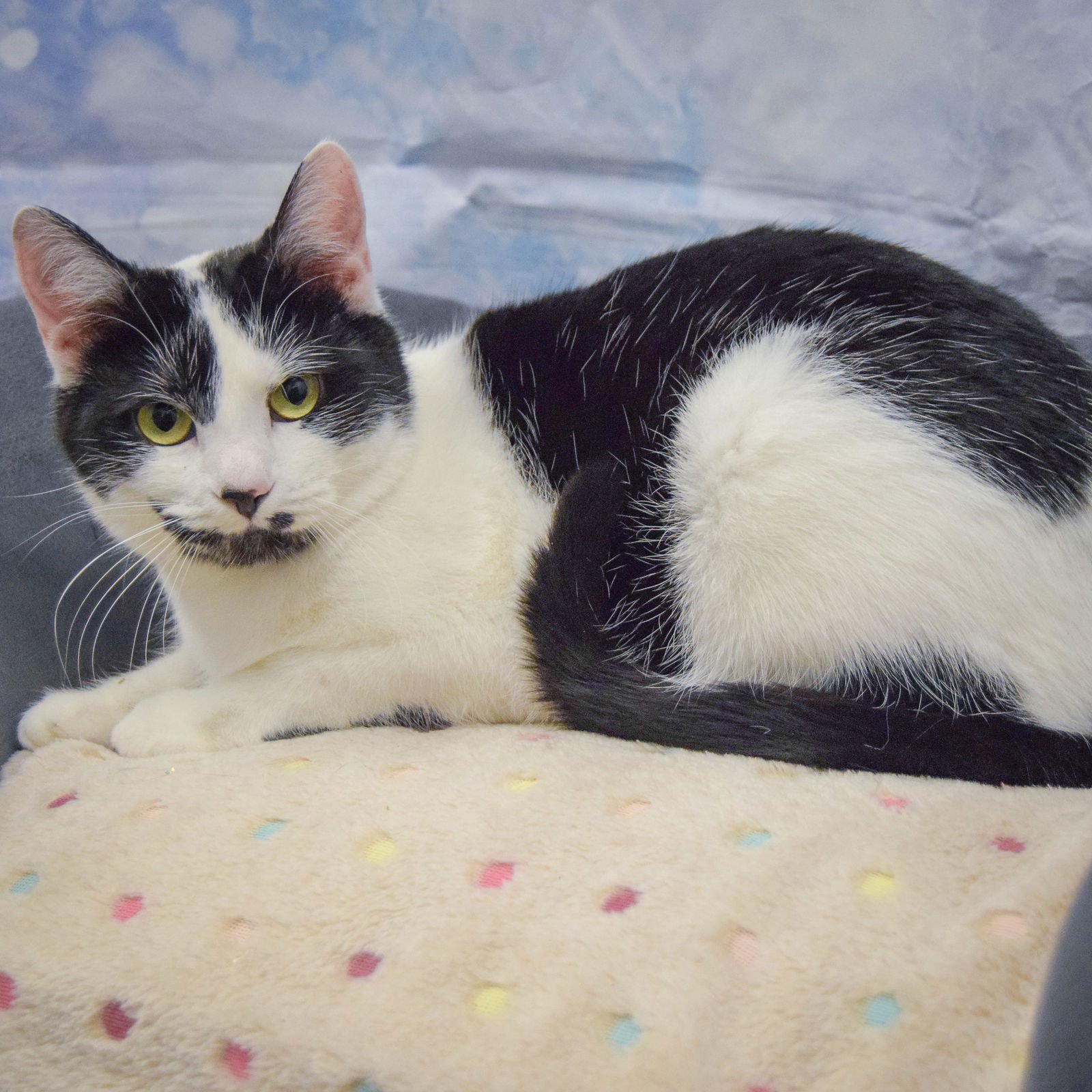 WIZARD - Domestic Short Hair available for adoption