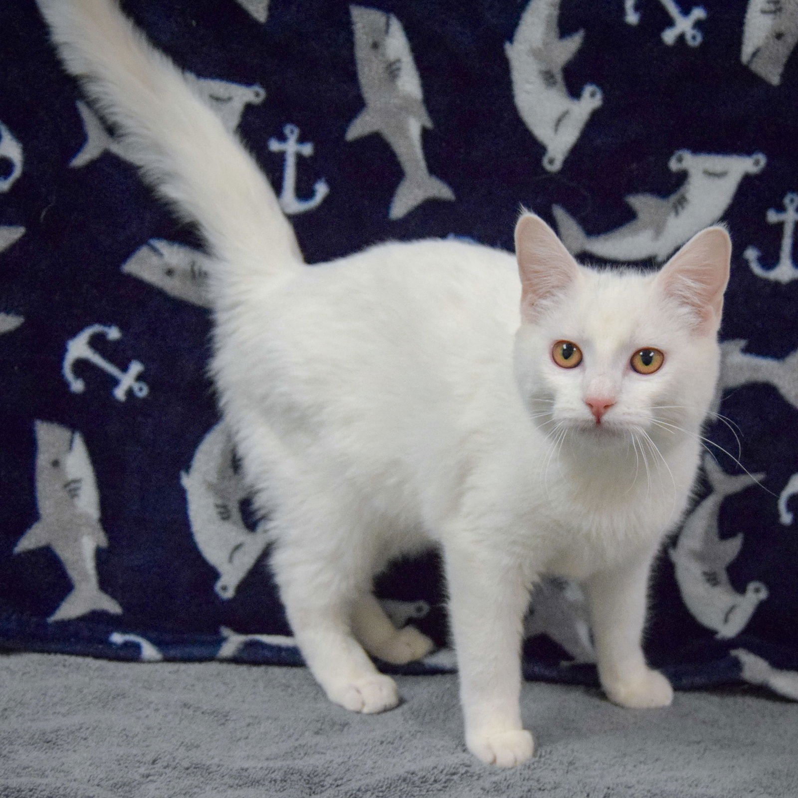 DUMPLING - Domestic Short Hair available for adoption