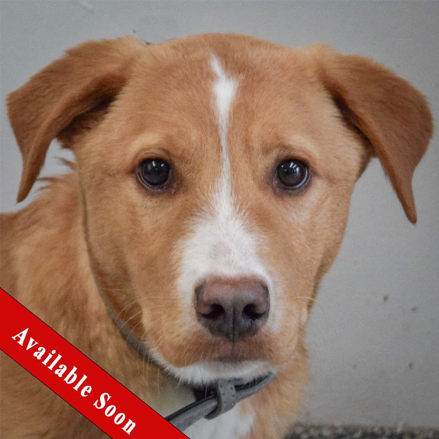 SHAWNTE - Labrador Retriever / Border Collie available for adoption