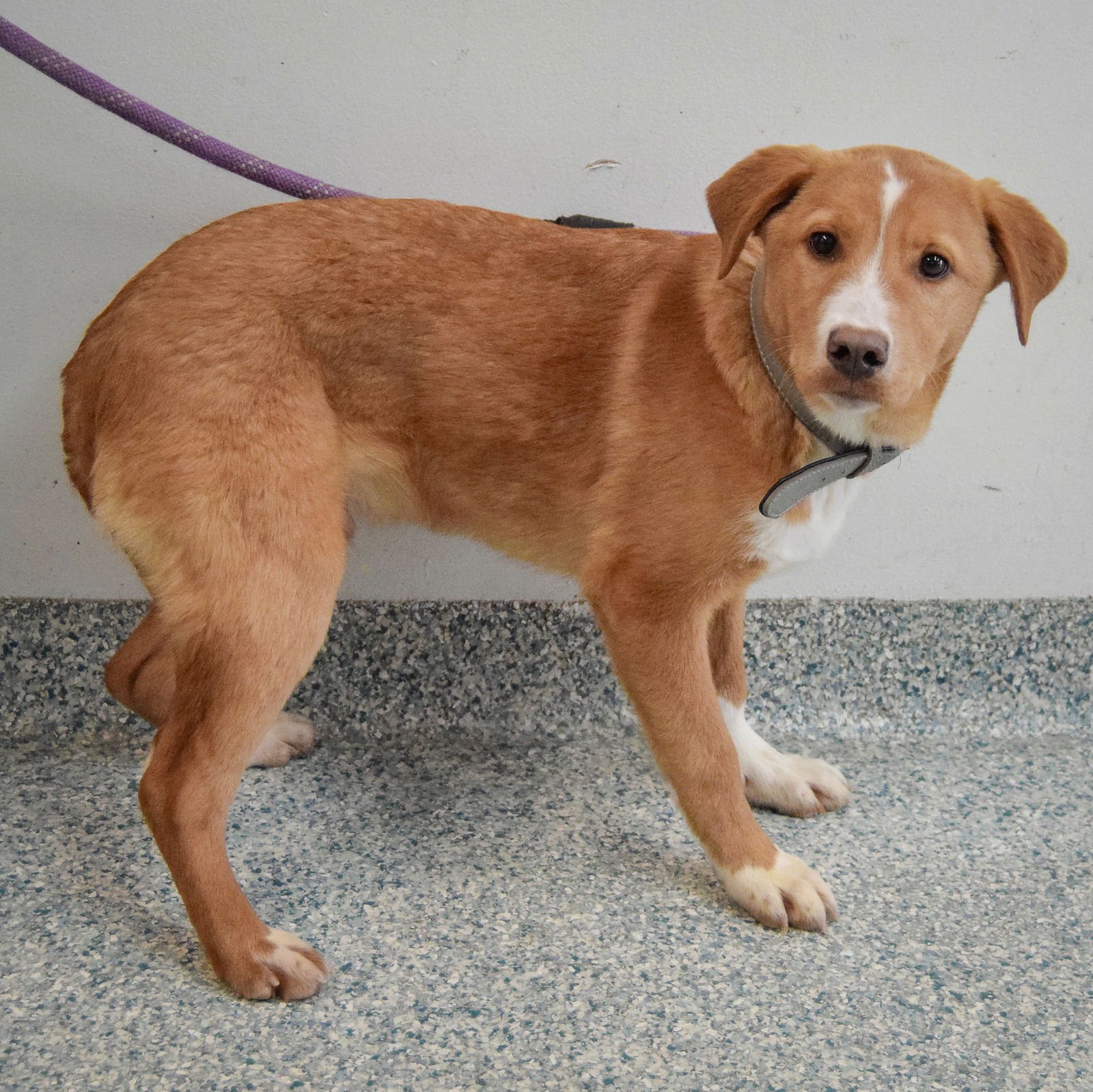 SHAWNTE - Labrador Retriever / Border Collie available for adoption