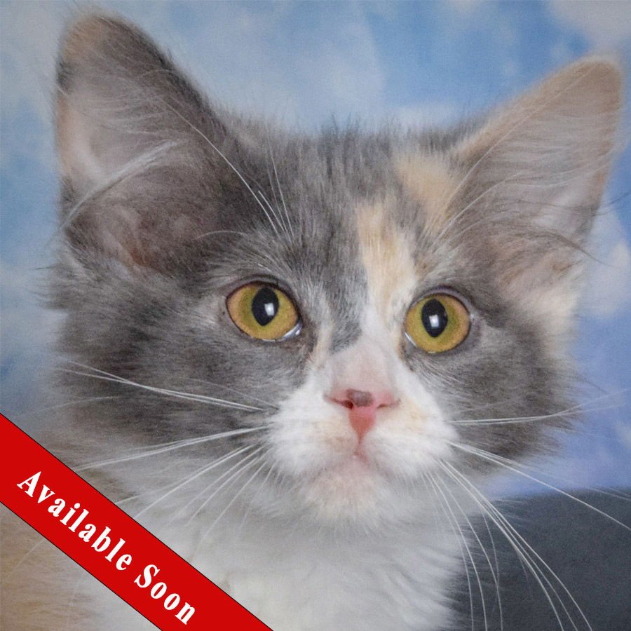 ALBA - Dilute Calico / Domestic Long Hair available for adoption