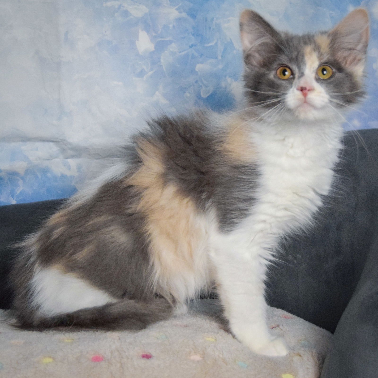 ALBA - Dilute Calico / Domestic Long Hair available for adoption
