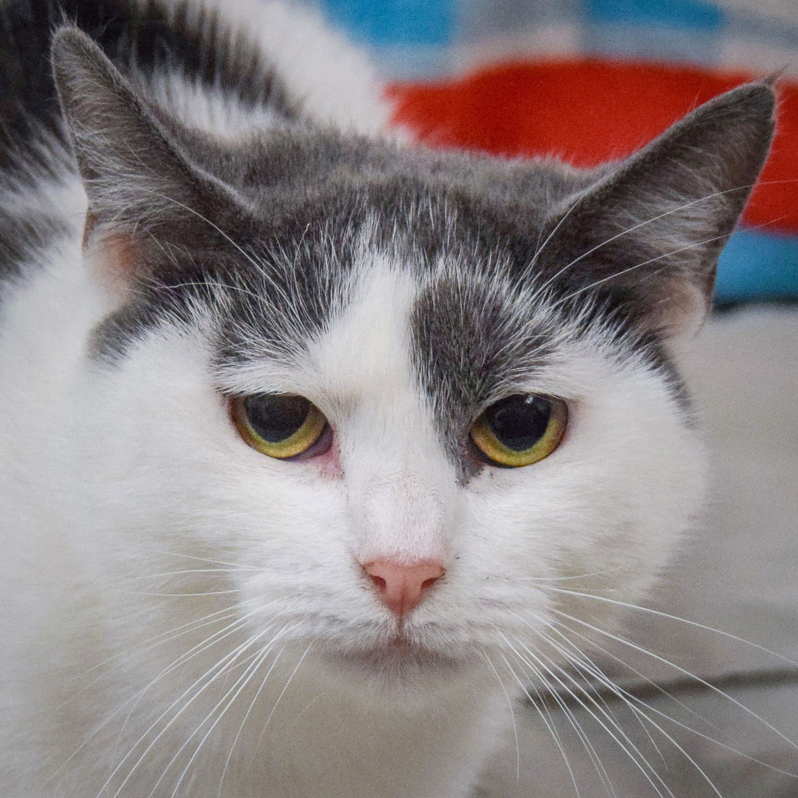 THISTLE - Domestic Short Hair available for adoption