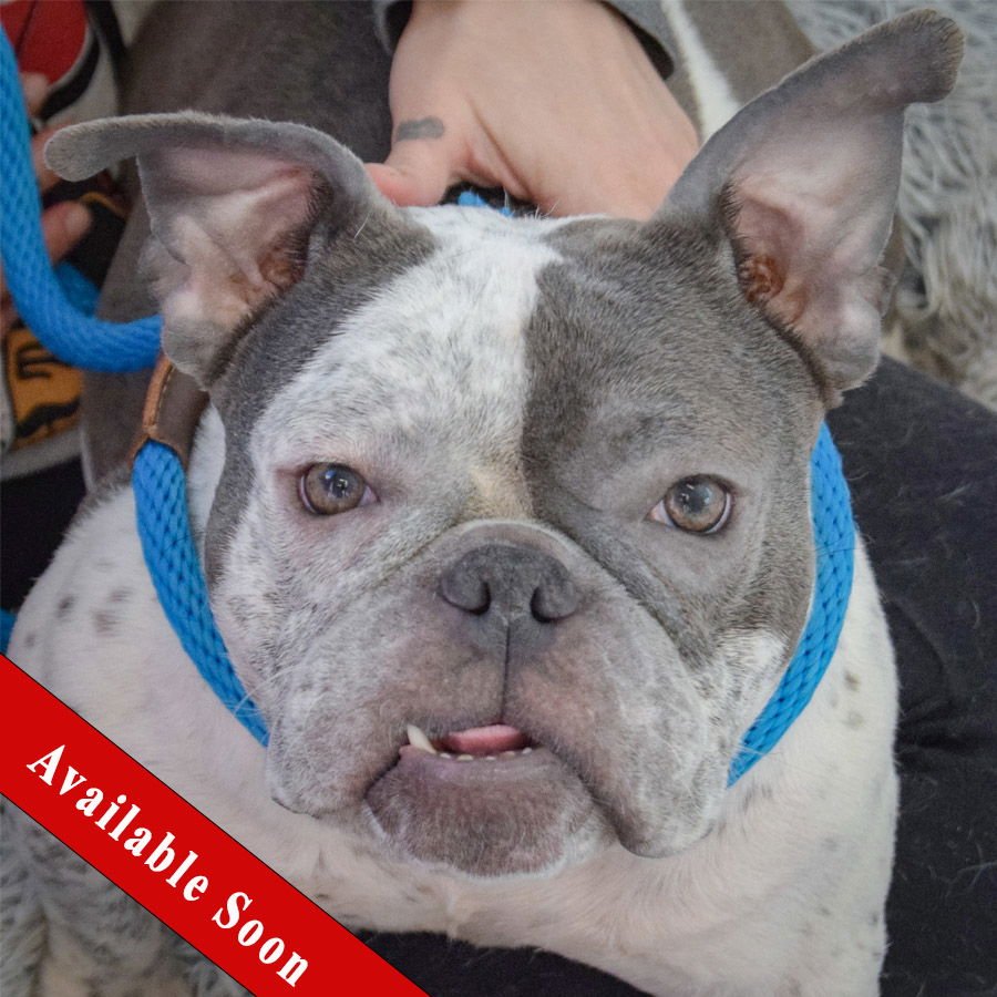 AURORA - English Bulldog / French Bulldog available for adoption