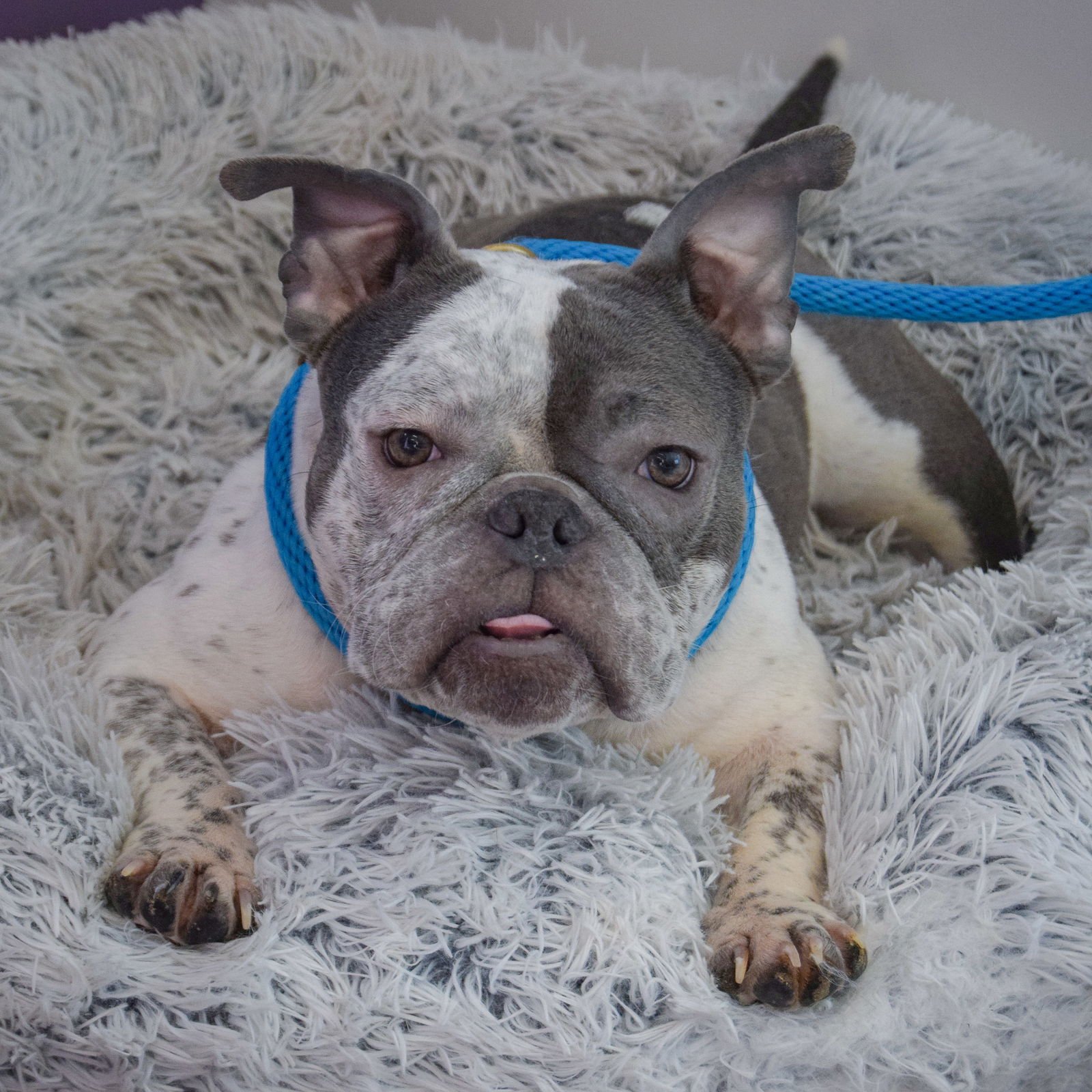 AURORA - English Bulldog / French Bulldog available for adoption
