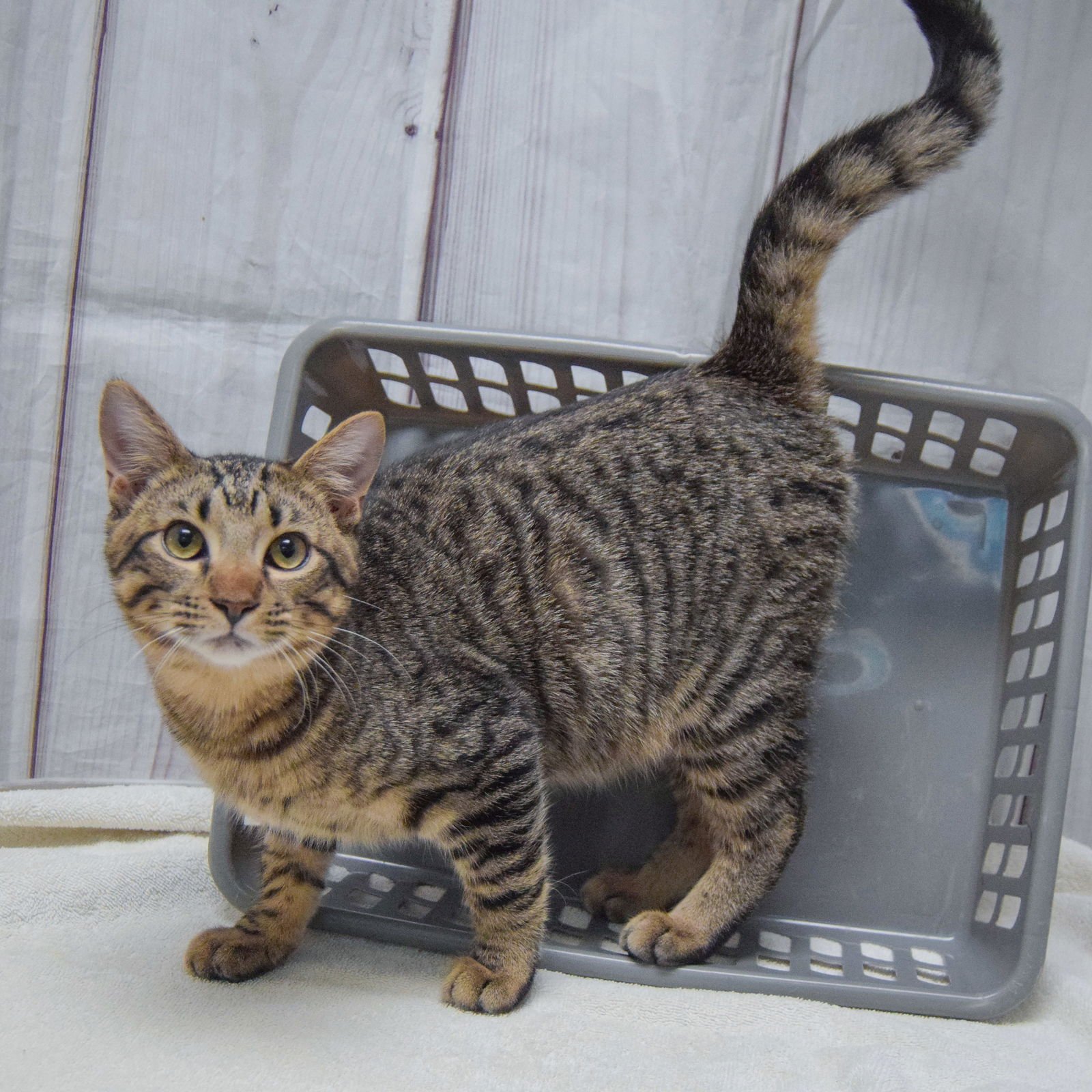 FRANKLIN - Tabby / Domestic Short Hair available for adoption