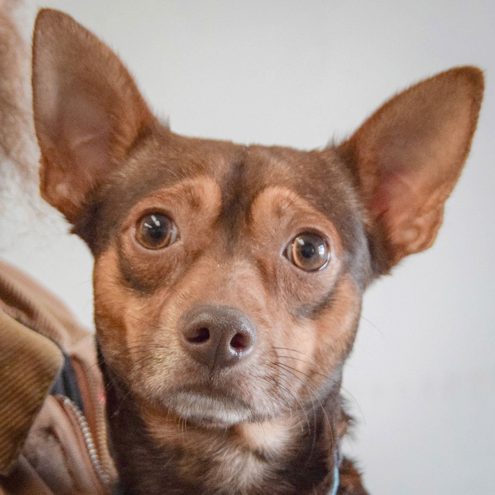 BROWNIE - Chihuahua / Miniature Pinscher available for adoption
