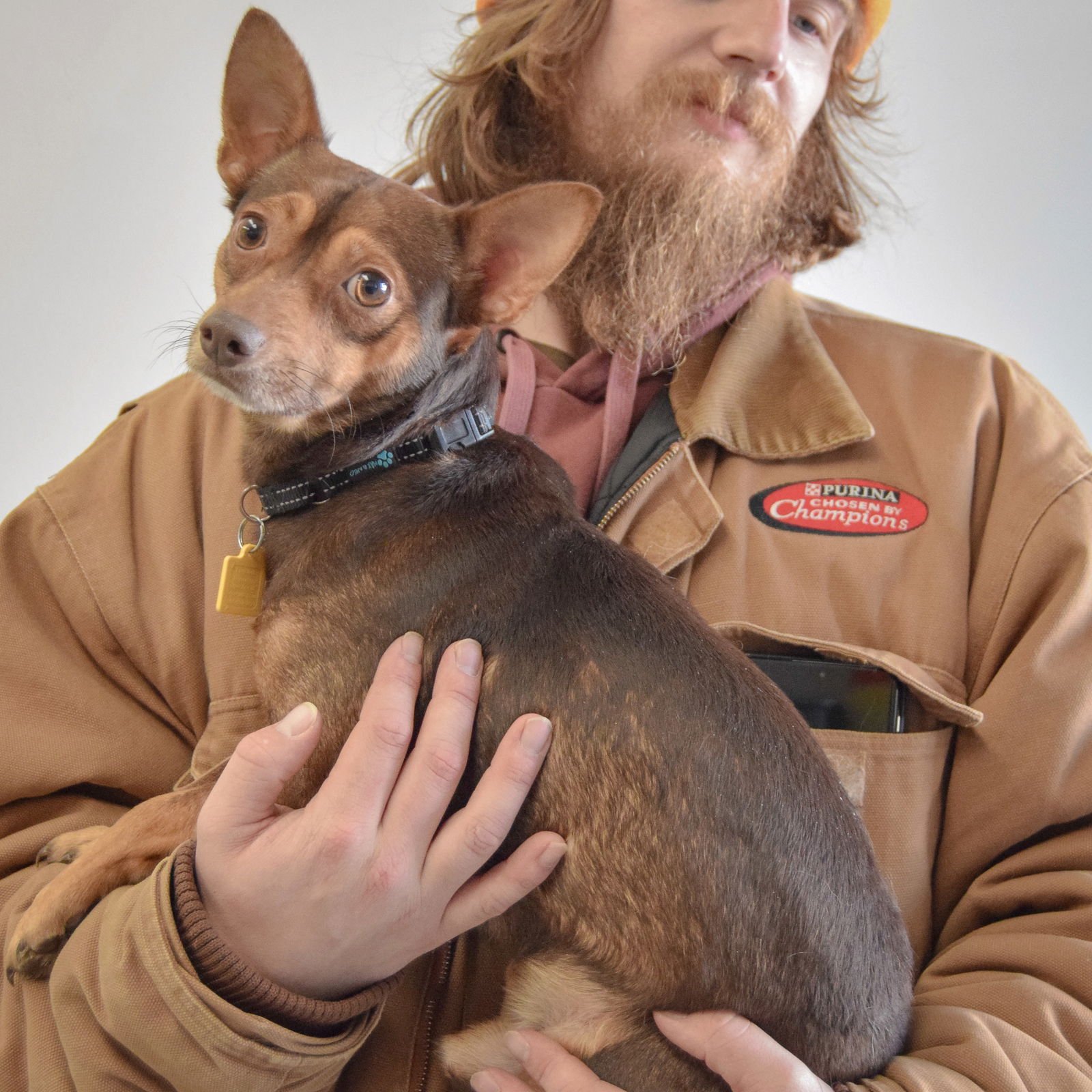 BROWNIE - Chihuahua / Miniature Pinscher available for adoption