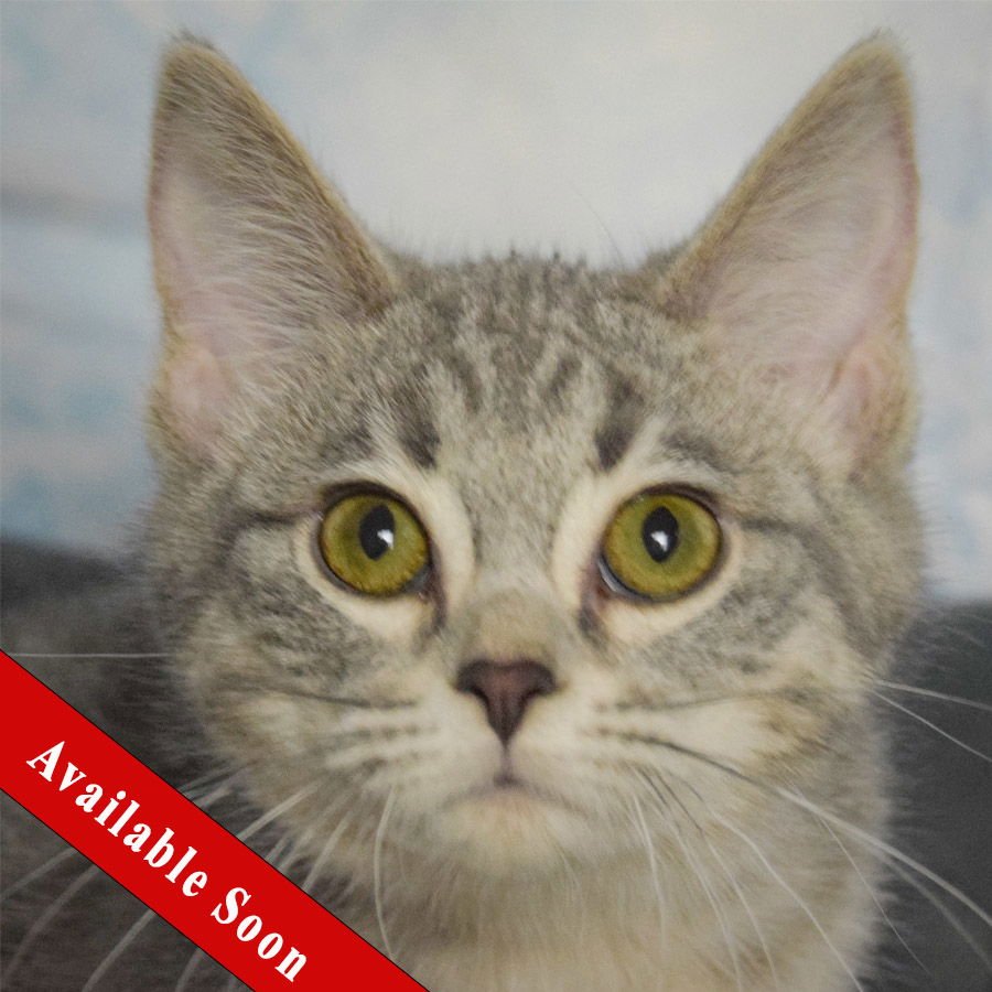 PUFF - Tabby / Domestic Medium Hair available for adoption