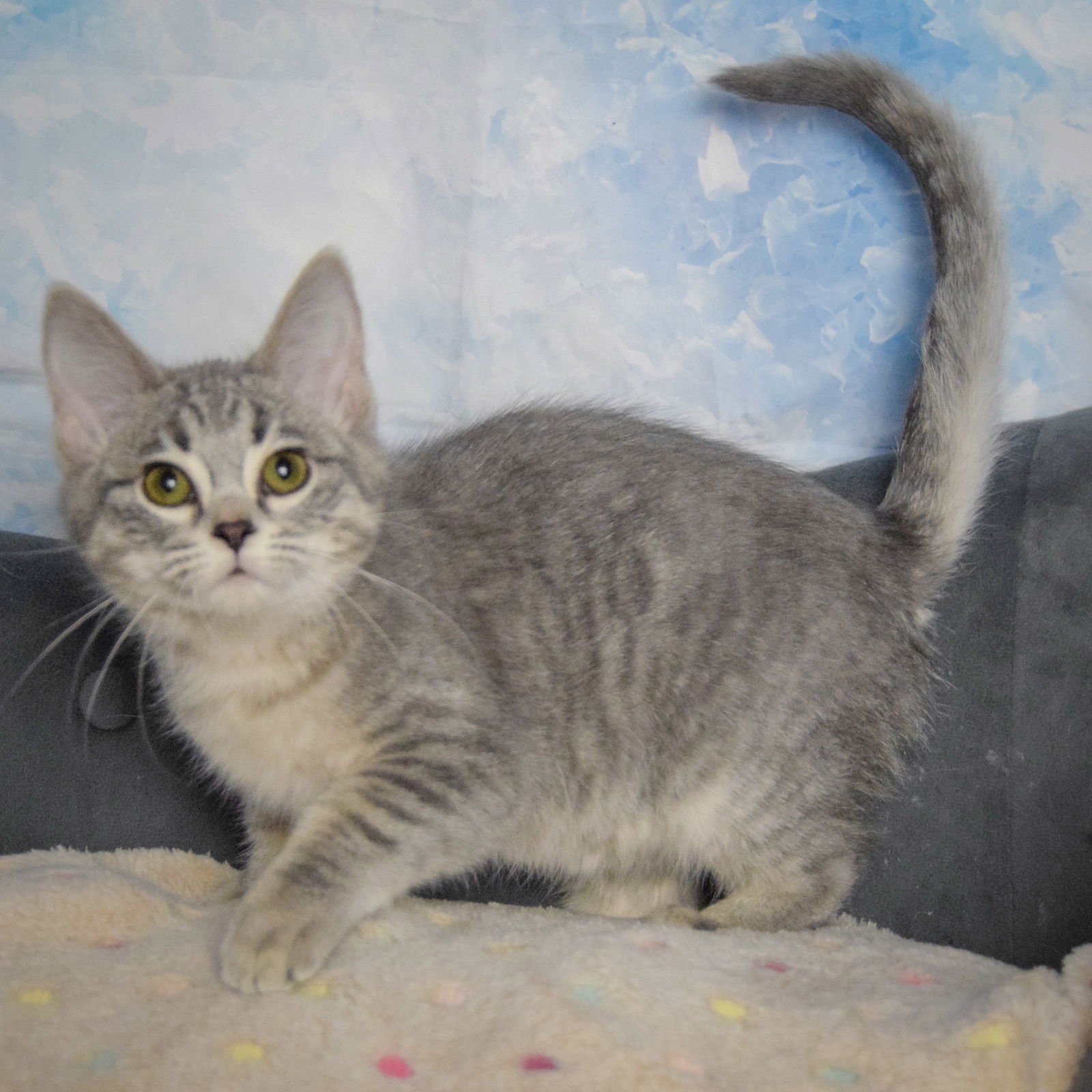 PUFF - Tabby / Domestic Medium Hair available for adoption