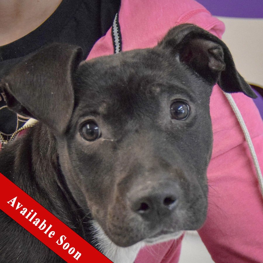 MISTLETOE - Black Labrador Retriever / American Staffordshire Terrier available for adoption