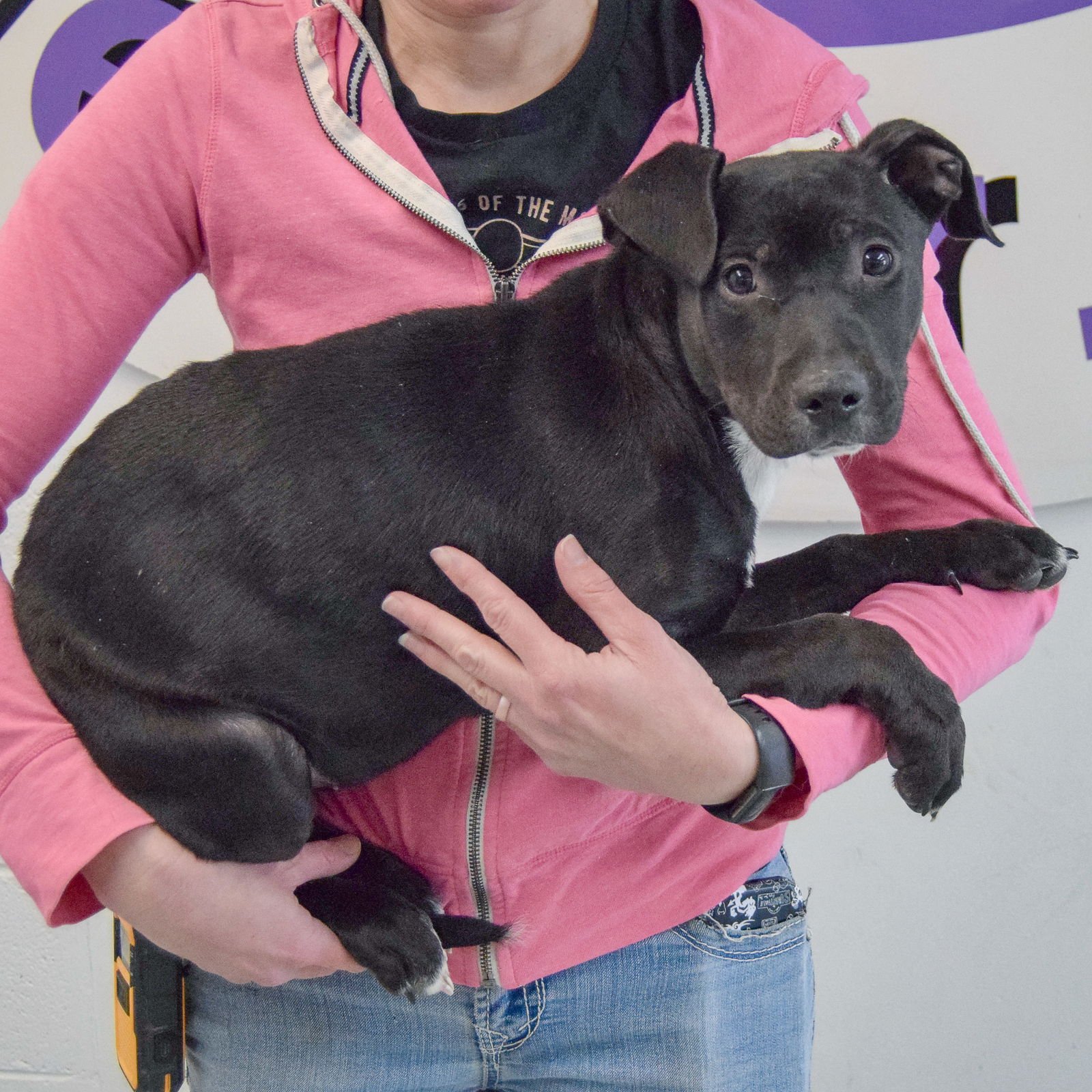 MISTLETOE - Black Labrador Retriever / American Staffordshire Terrier available for adoption