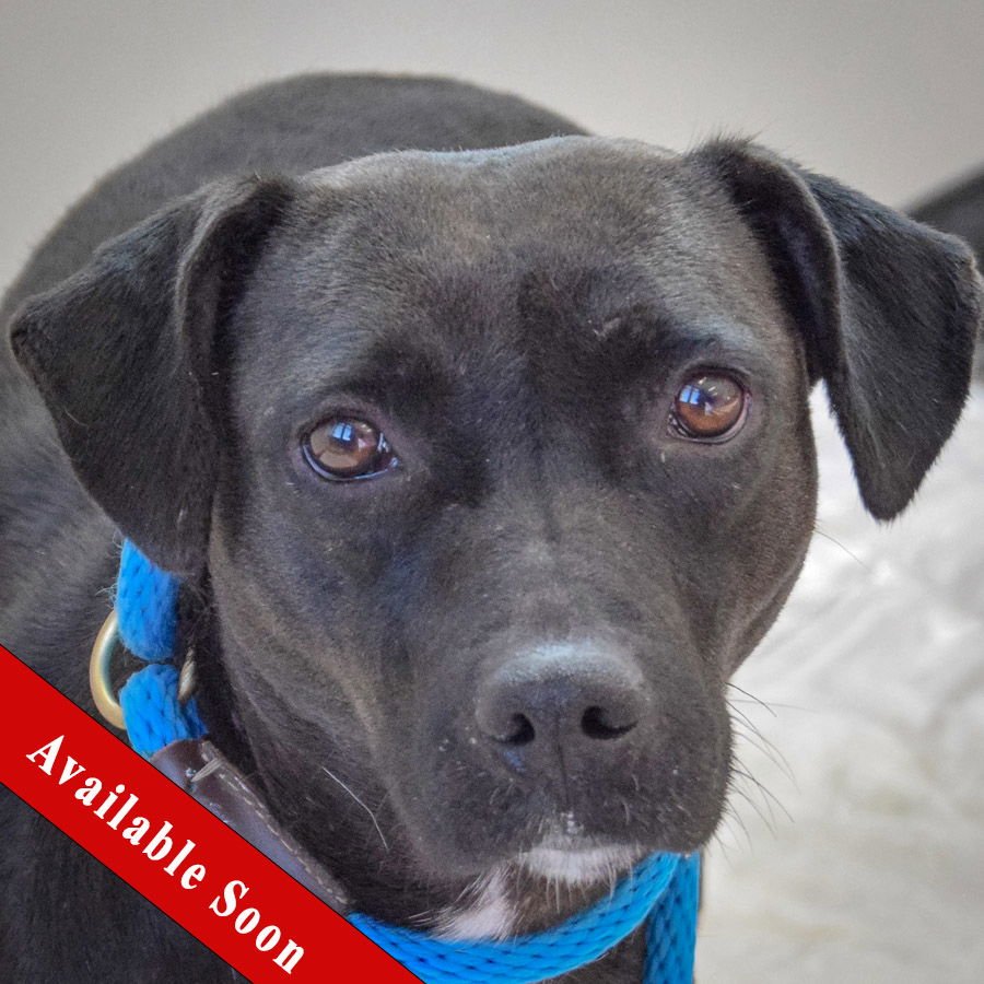 LUCY - Black Labrador Retriever / Australian Shepherd available for adoption