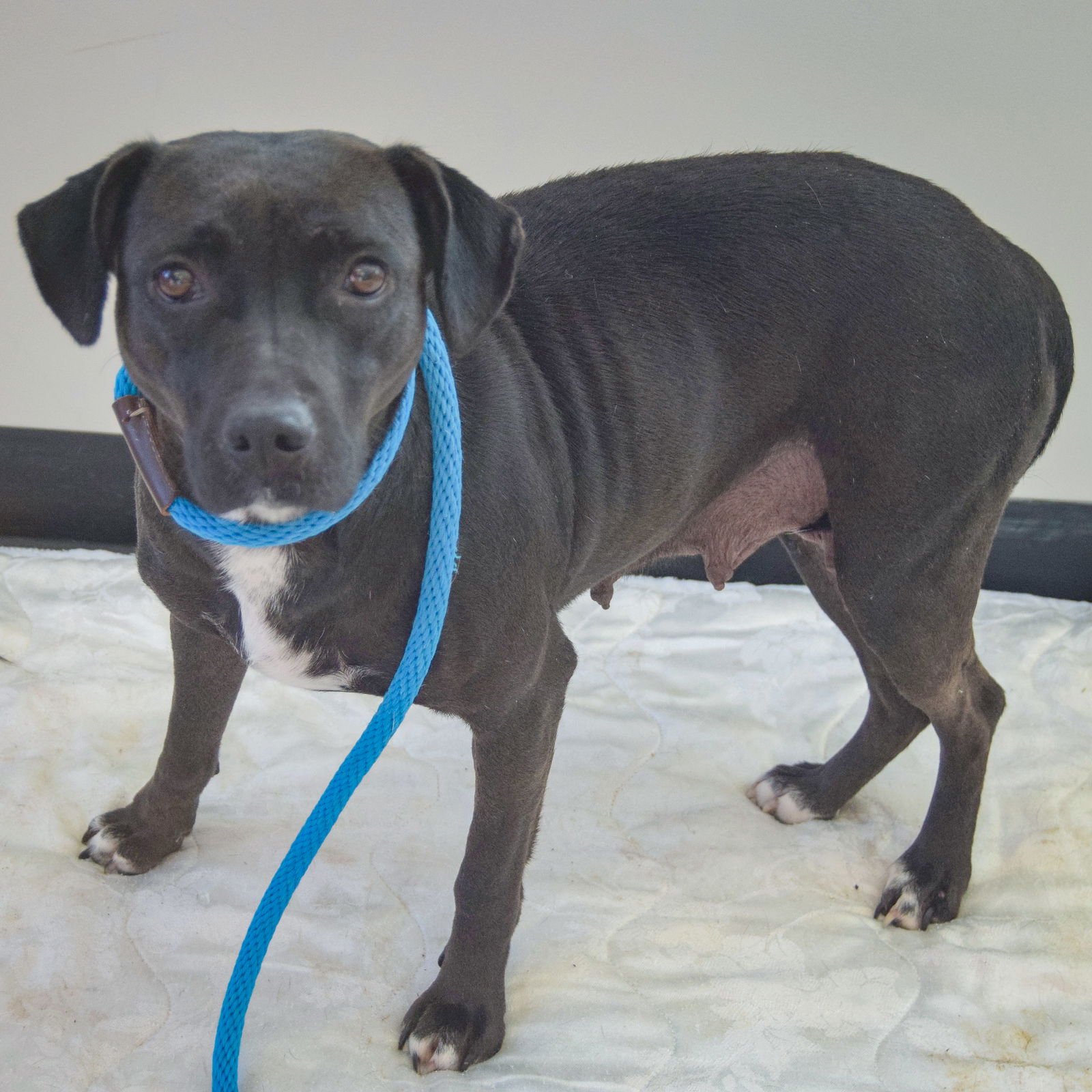 LUCY - Black Labrador Retriever / Australian Shepherd available for adoption