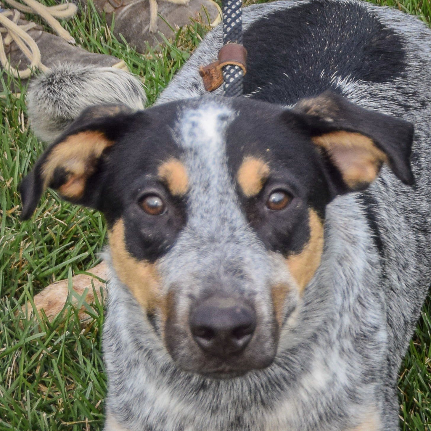 CHEYENNE - Cattle Dog / Black Labrador Retriever available for adoption