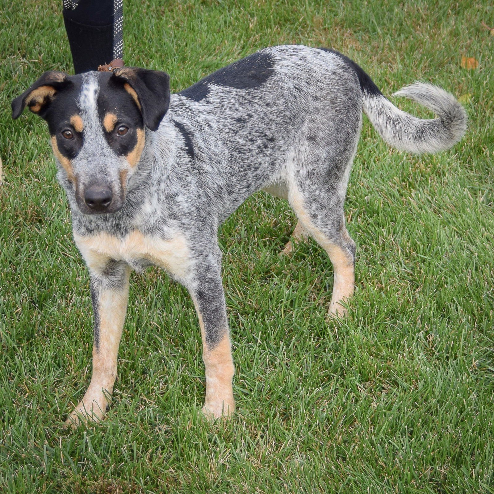 CHEYENNE - Cattle Dog / Black Labrador Retriever available for adoption