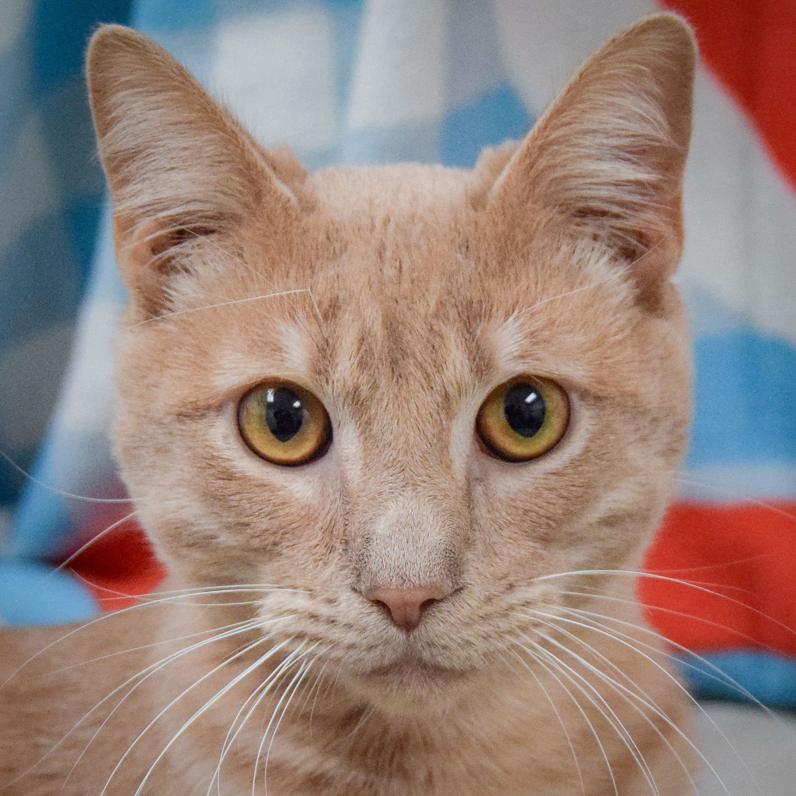 ROCKY - Tabby / Domestic Short Hair available for adoption