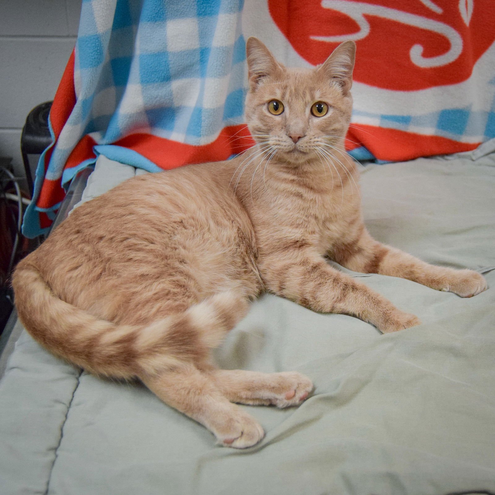 ROCKY - Tabby / Domestic Short Hair available for adoption