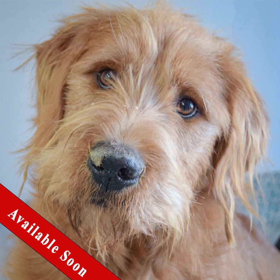 MOOSEY - Wheaten Terrier / Poodle (unknown type) available for adoption